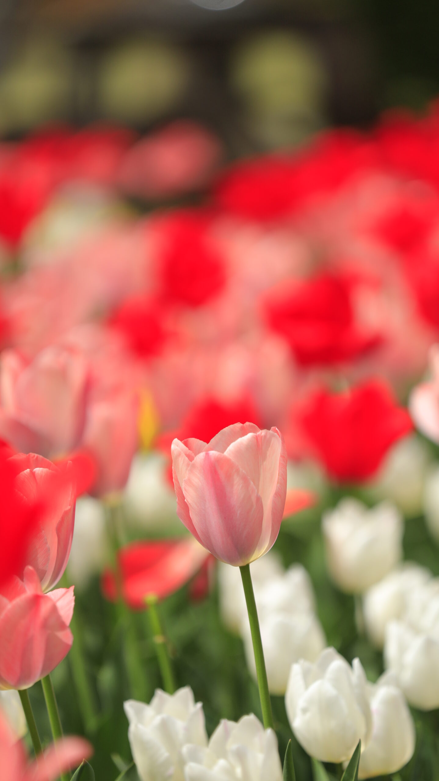 深谷グリーンパークで薄ピンクのチューリップを主役にした柔らかな印象の花写真
