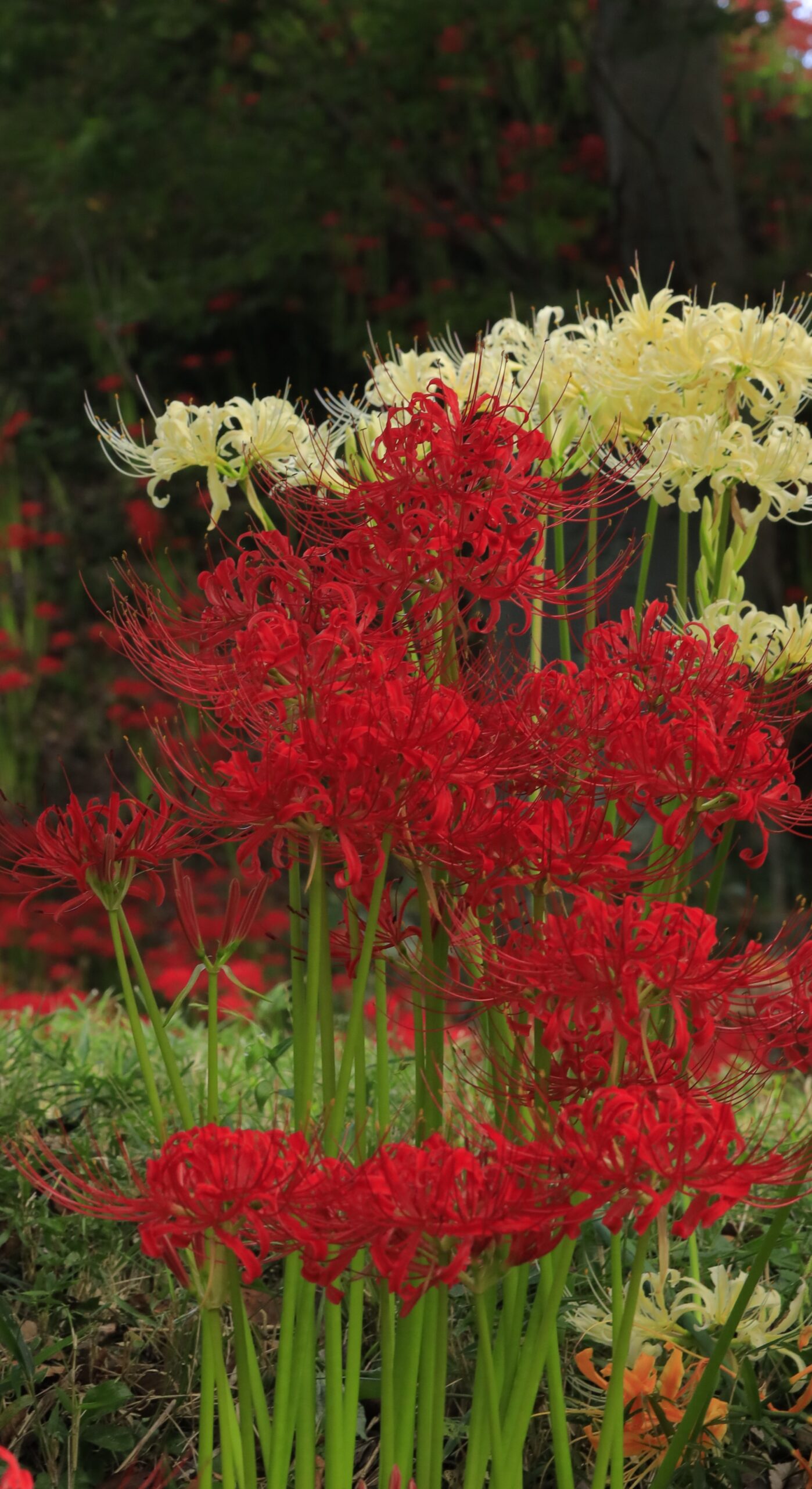 栃木県茂木町・城山公園で、紅白の彼岸花が凛と咲く美しい姿を撮影した写真