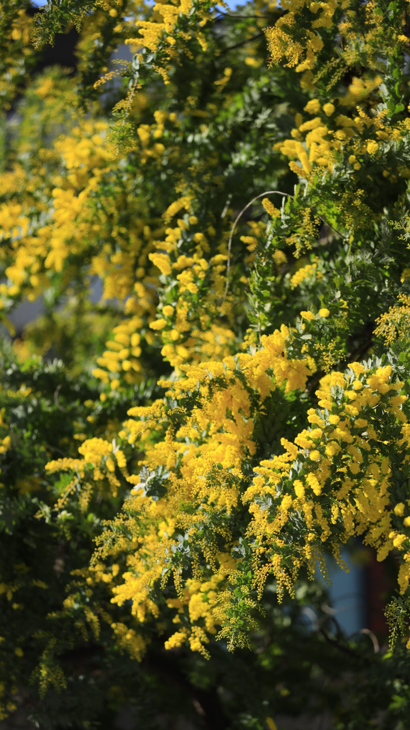 横浜元町で、ミモザの花がワサワサと咲いている様子を撮影。街並みの中で春を感じる光景。