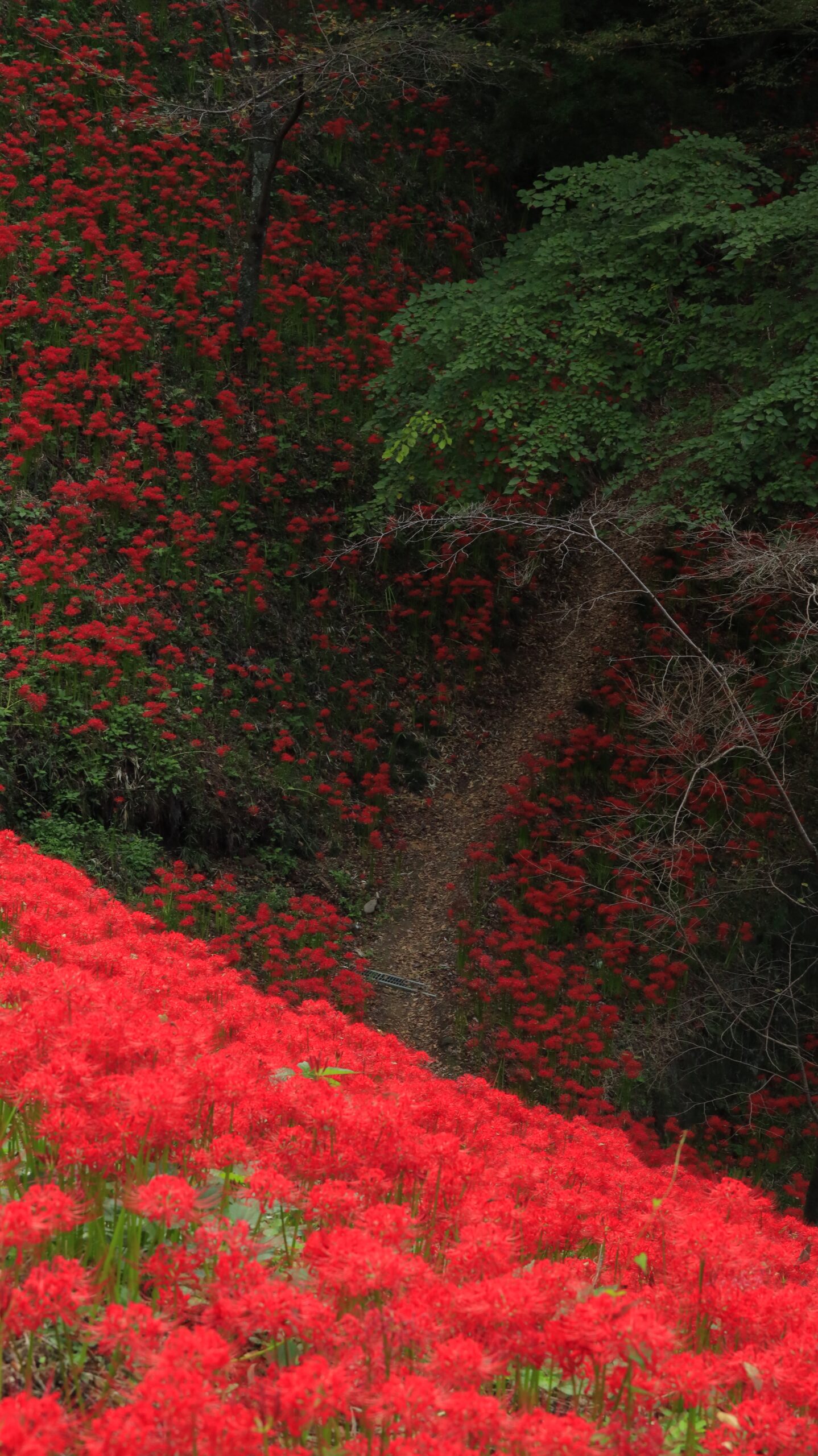 栃木県茂木町・城山公園で、光と影のコントラストの中に咲く彼岸花を撮影した写真