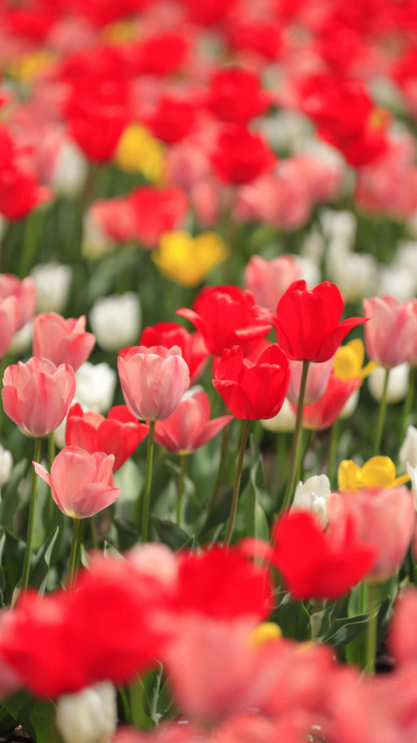 深谷グリーンパークでカラフルなチューリップが並ぶ可愛らしい春の花景色
