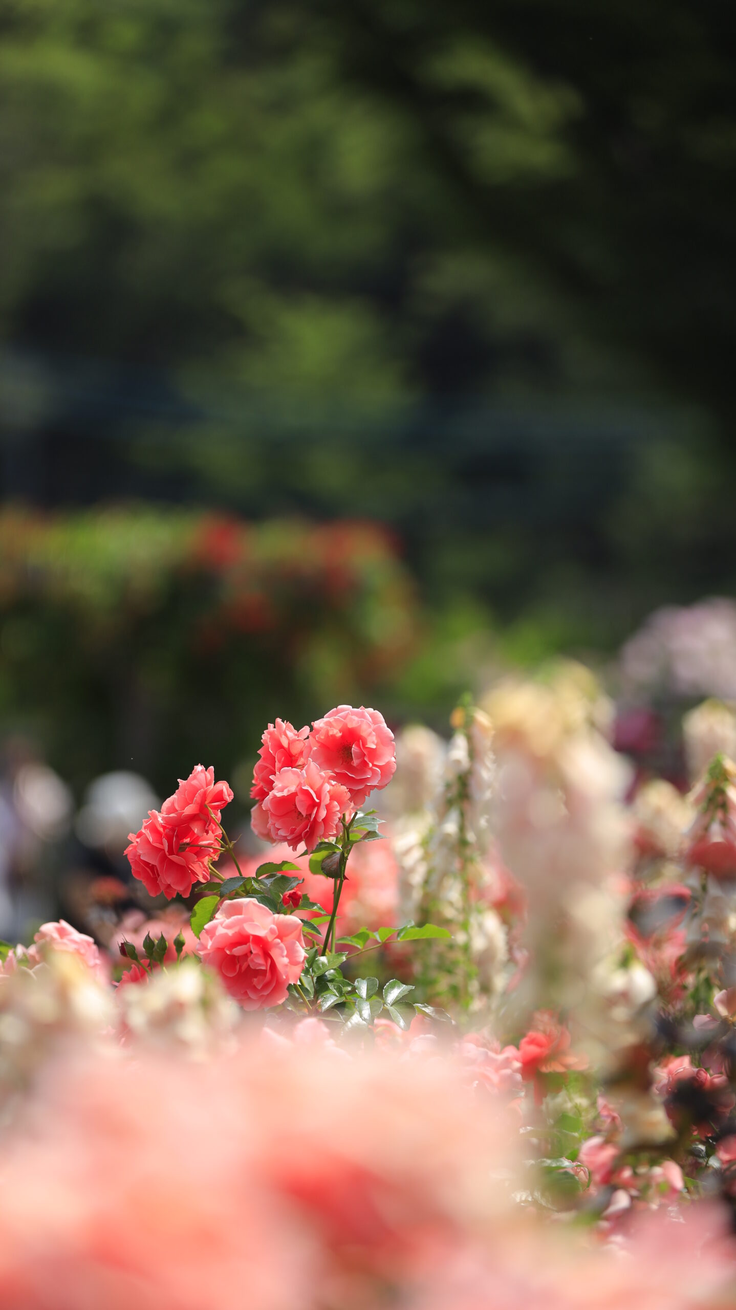 あやせローズガーデンで淡いピンクの薔薇に光が当たる美しい瞬間を写した写真