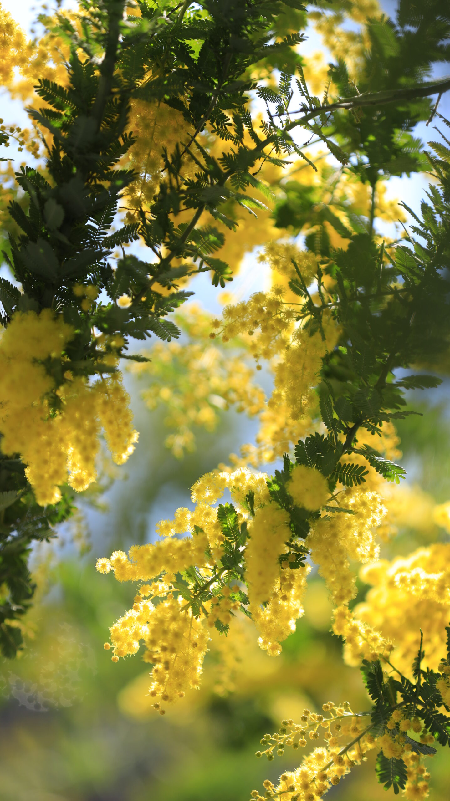 横浜元町で、ミモザの花が光に透ける様子を撮影。透過光による繊細な質感を表現。
