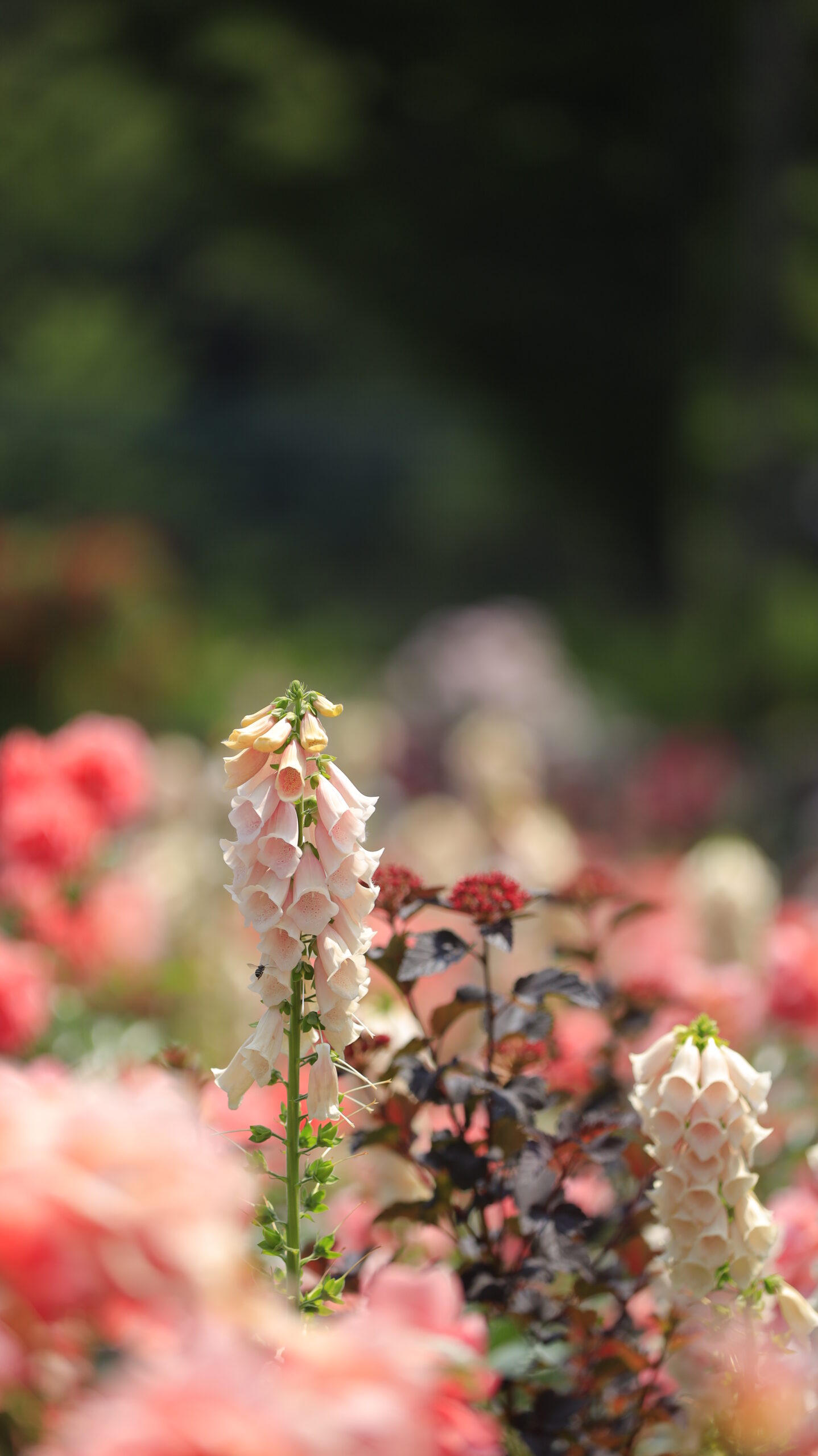 あやせローズガーデンでキツネノテブクロの花を写した初夏のガーデン写真