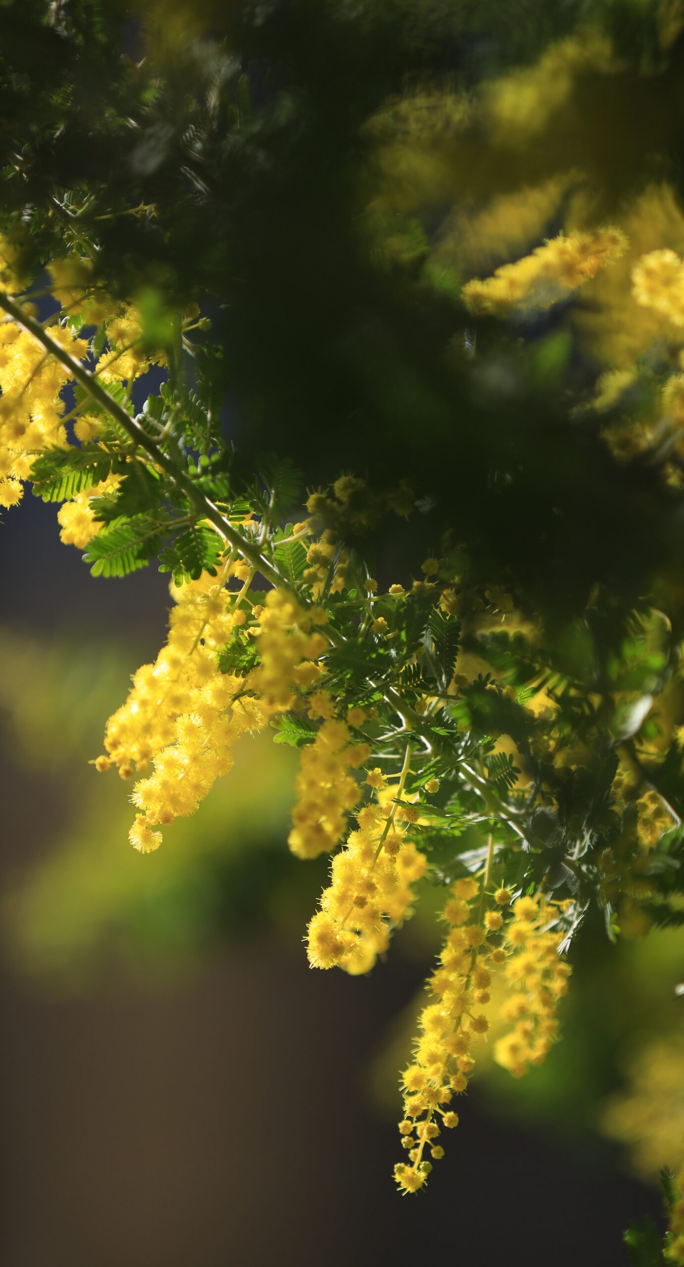 横浜元町で、ミモザの花が光に輝く様子をアップで撮影。黄金色のきらめきを強調。