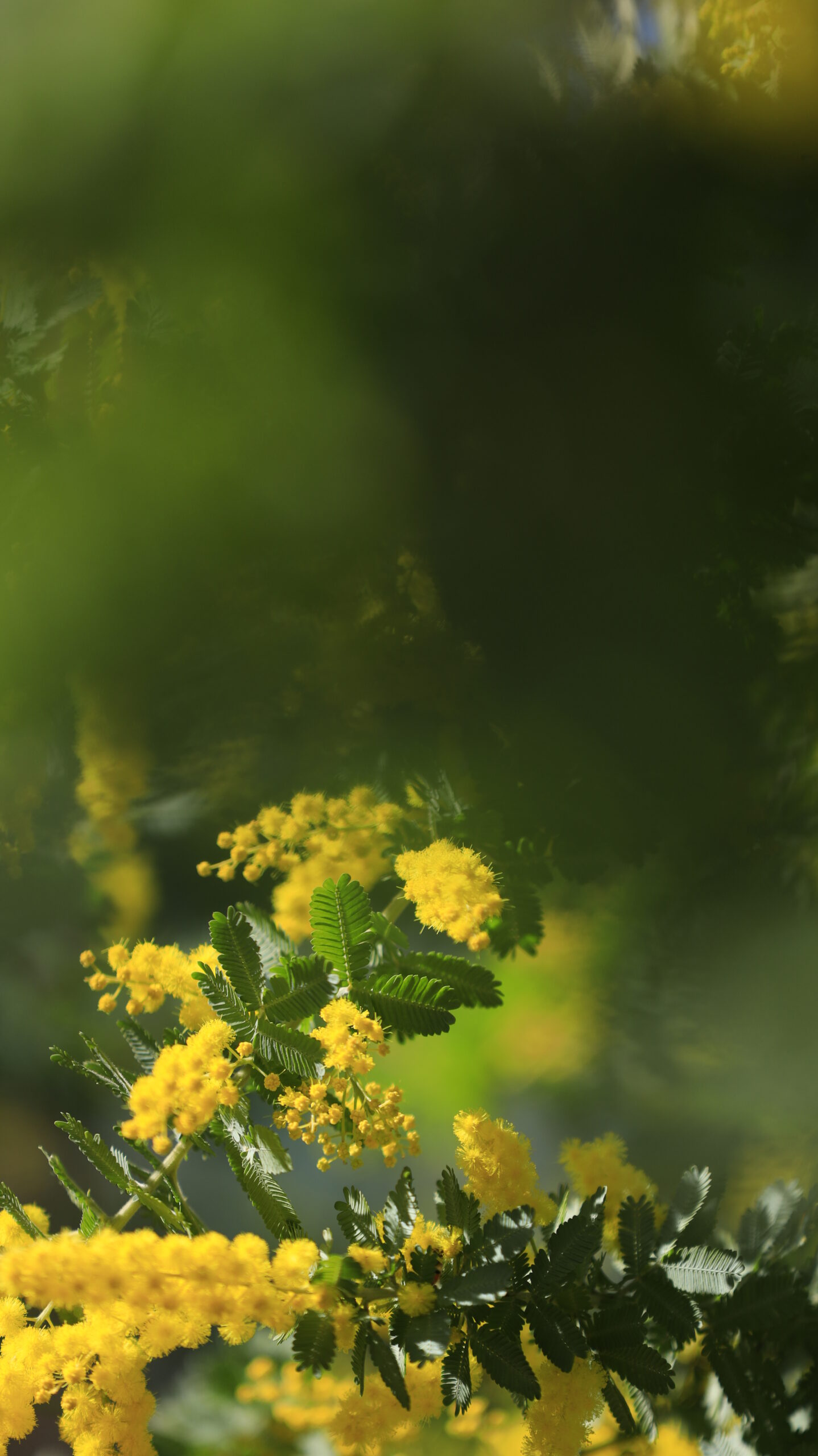 横浜元町で、ミモザの葉っぱ部分にも注目して撮影。花だけでなく葉の美しさも表現。