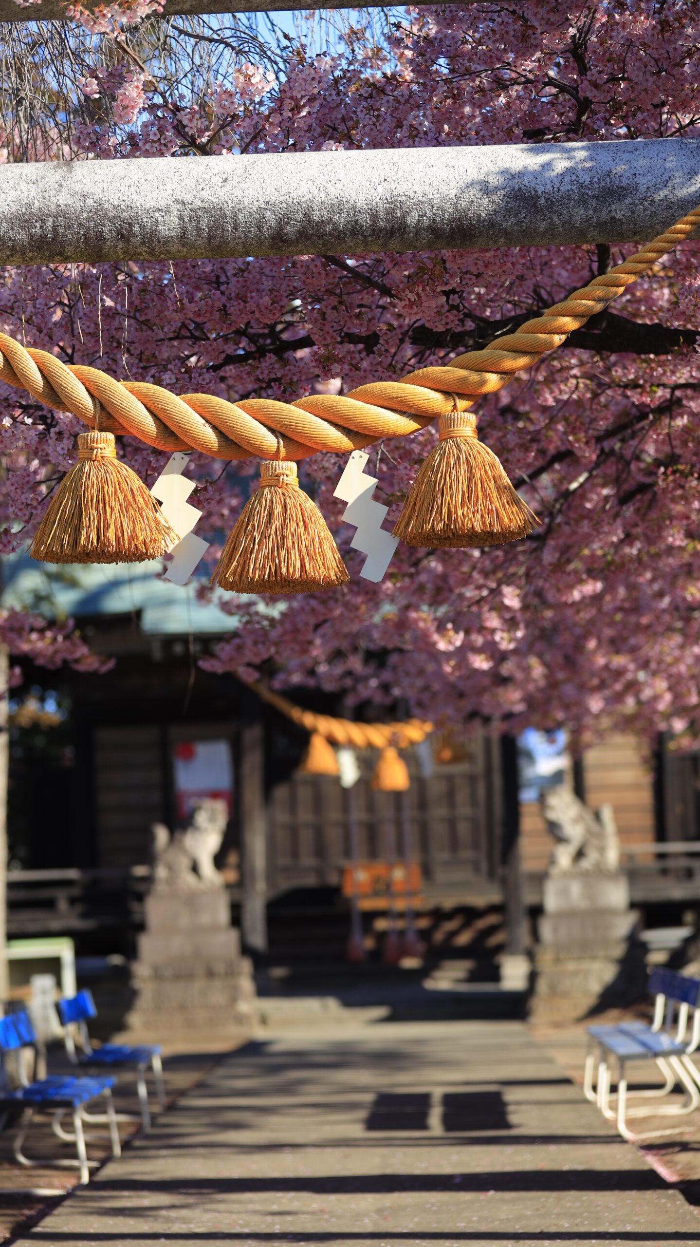 江田鏡神社で、鳥居のしめ縄にピントを合わせ奥の河津桜との奥行きを表現した神社の桜風景。