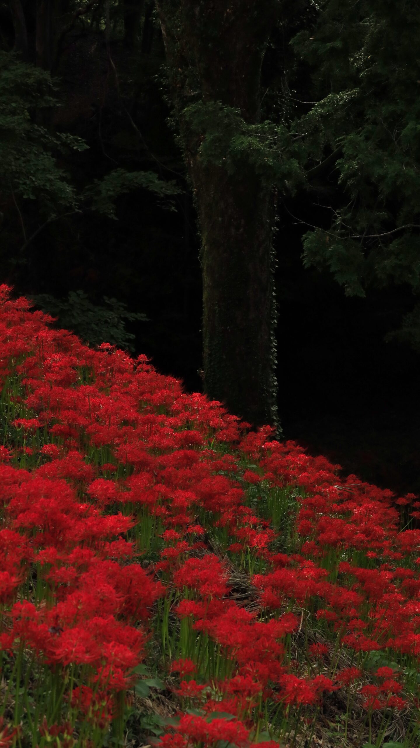栃木県茂木町・城山公園で、光が届かない坂道にひっそりと咲く彼岸花を撮影した写真