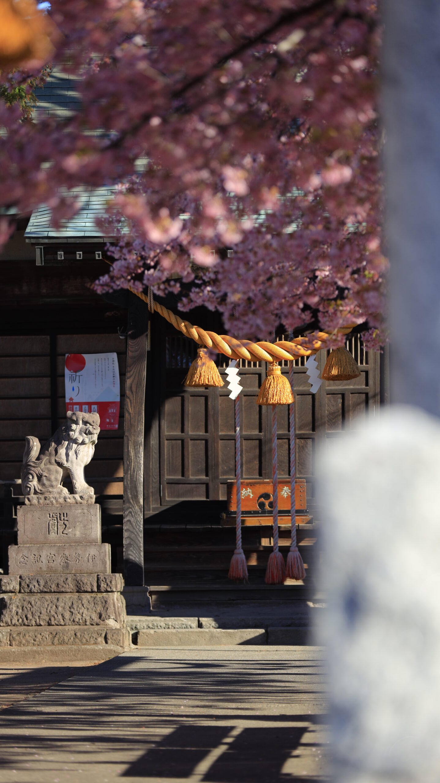 江田鏡神社で、奥のしめ縄や狛犬と河津桜を組み合わせて撮影した神社の春の風景。