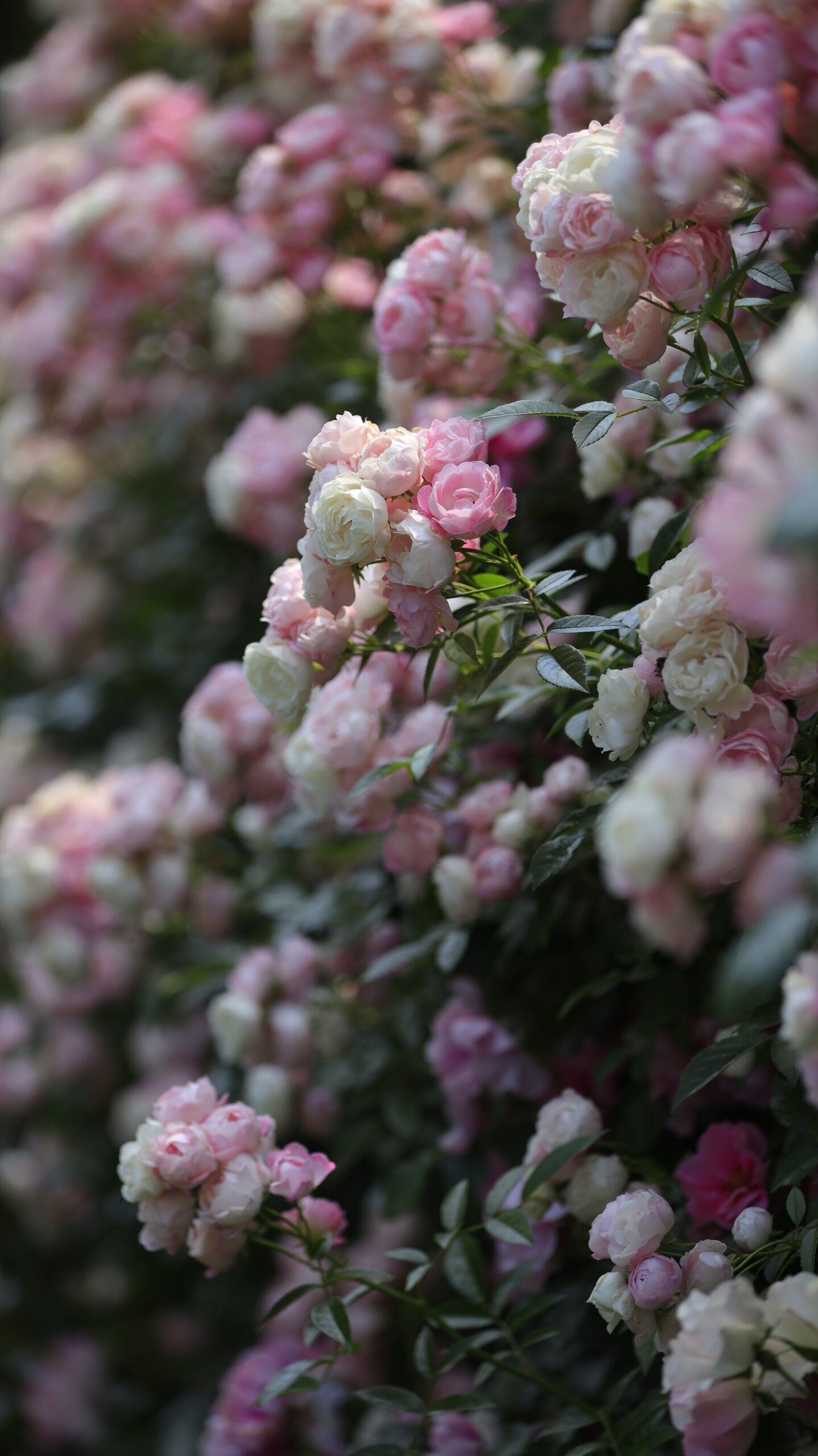 あやせローズガーデンでローズアーチ外側に咲く華やかな薔薇を写した写真