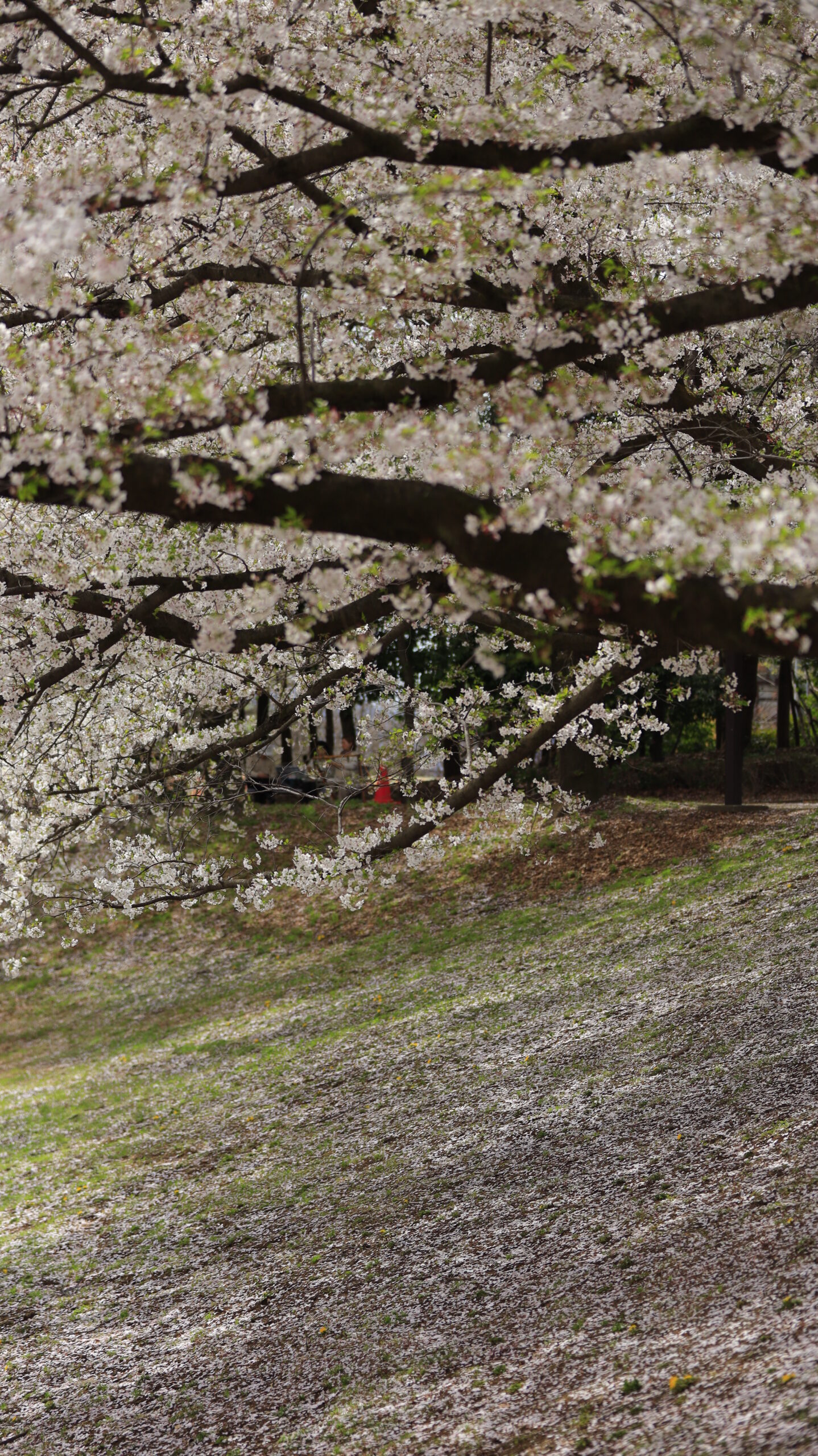深谷グリーンパークで桜と散った花びらを組み合わせた春の終わりを感じる風景