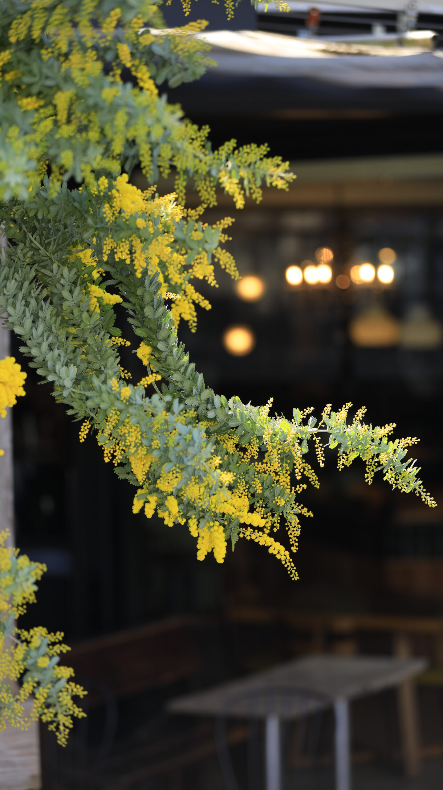 横浜元町で、ミモザの花と後ろに見えるカフェの様子を撮影。街歩きの楽しさも感じられる一枚。