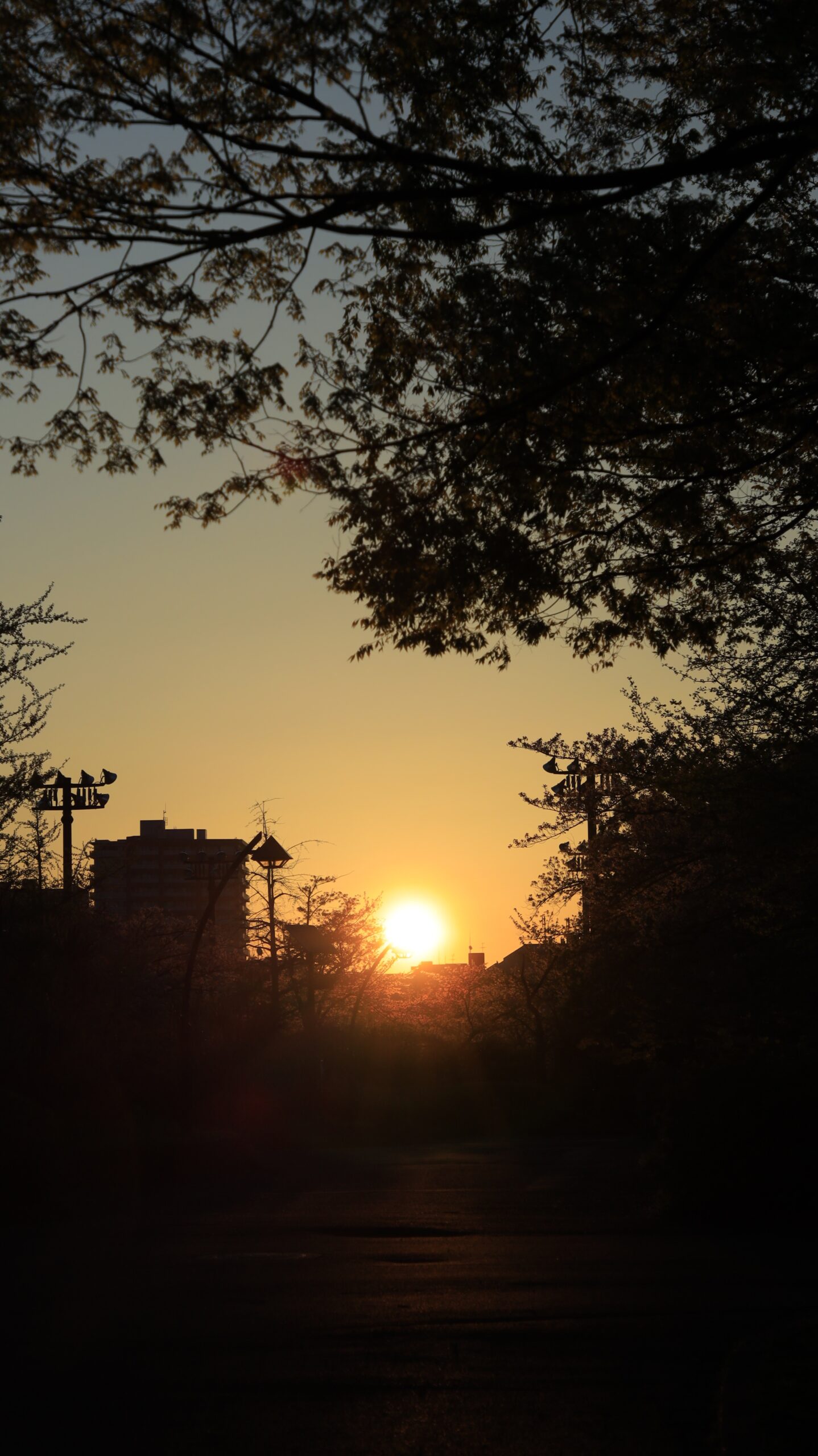 猿江恩賜公園で、公園内から見える朝焼けの空を印象的に捉えた風景
