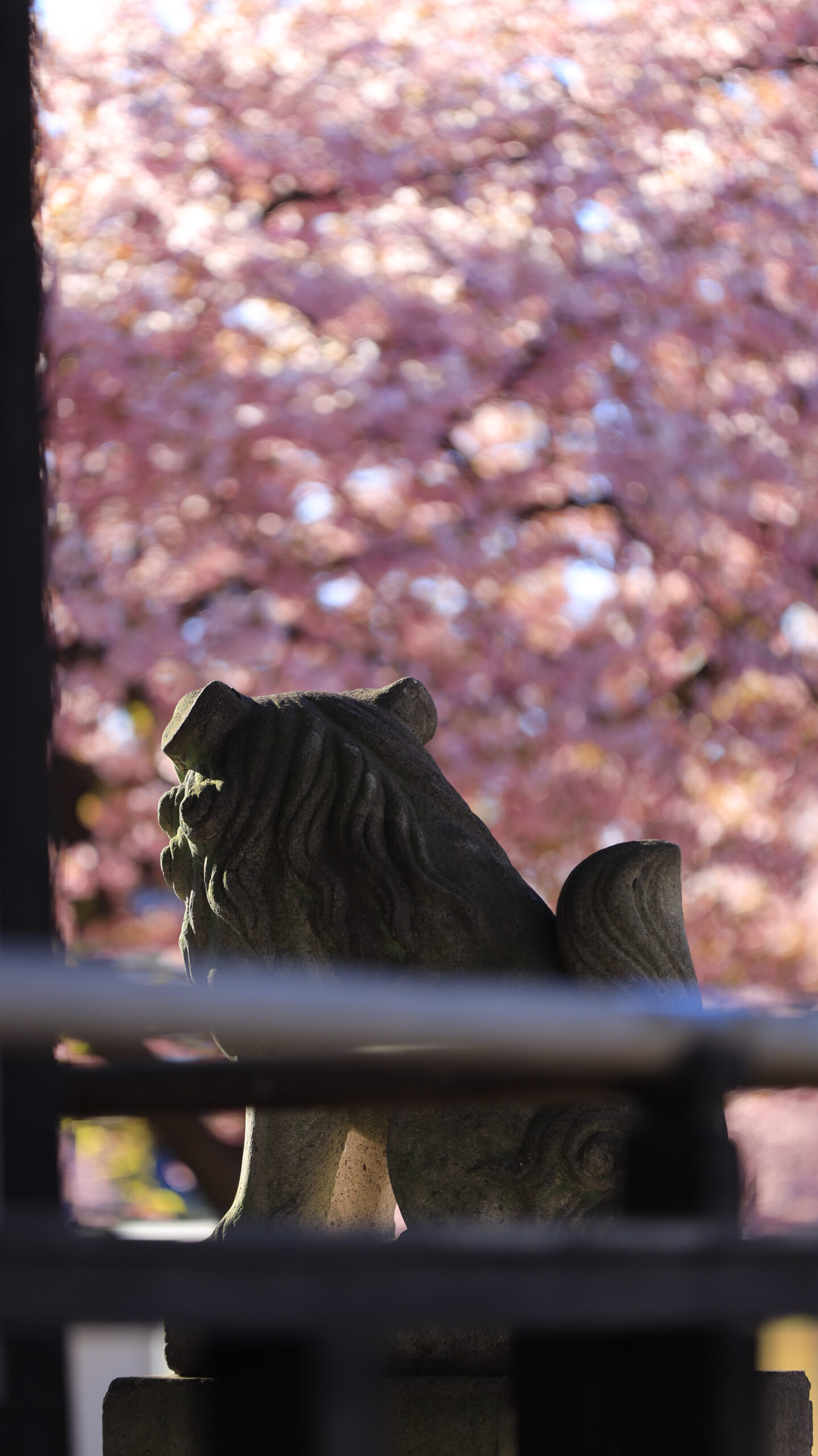 江田鏡神社で、柵越しの桜を背景に狛犬の後ろ姿を印象的に撮影した景色。