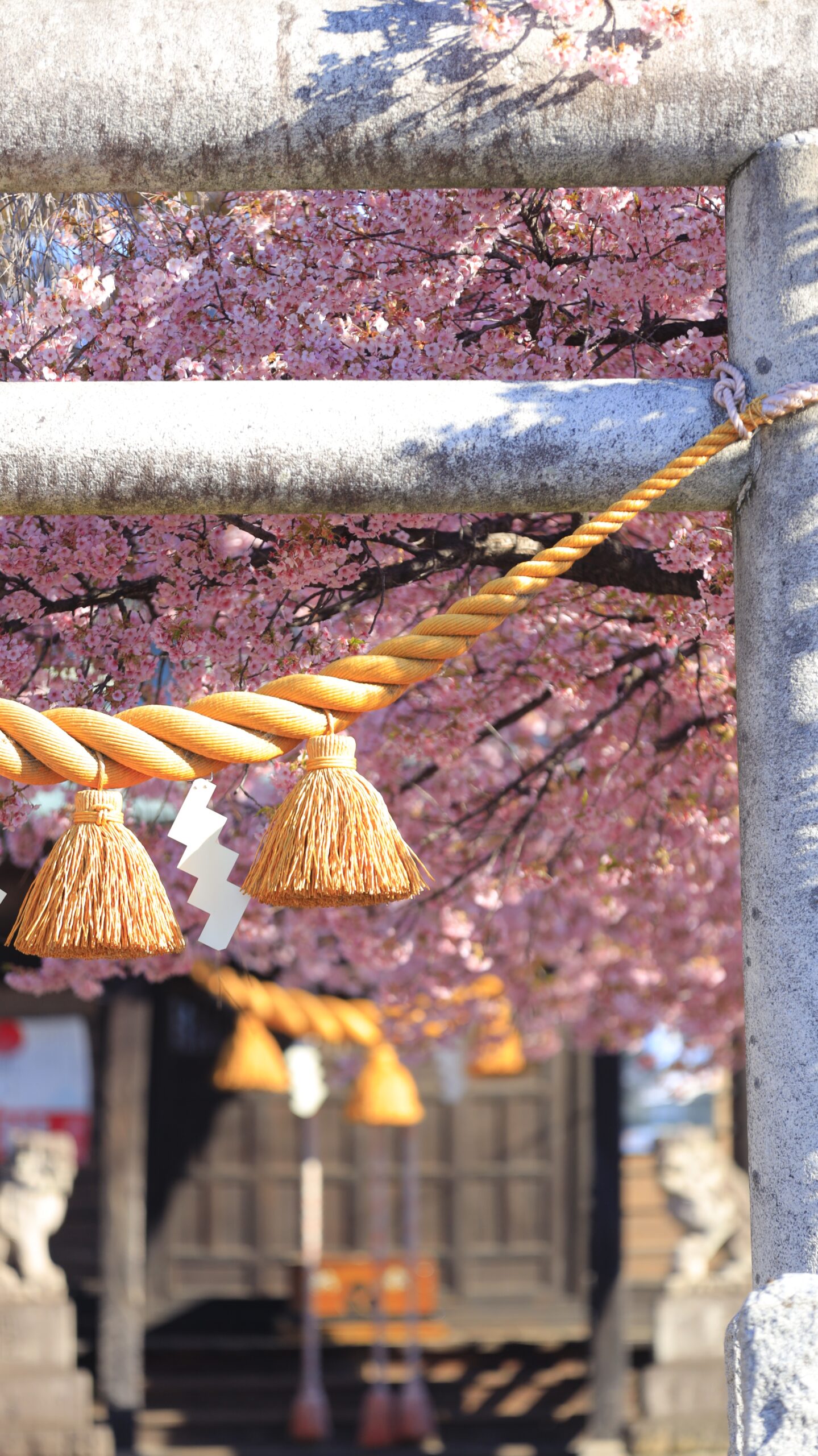 江田鏡神社で、明るめの設定で河津桜を背景にしめ縄を撮影した神社の桜景色。