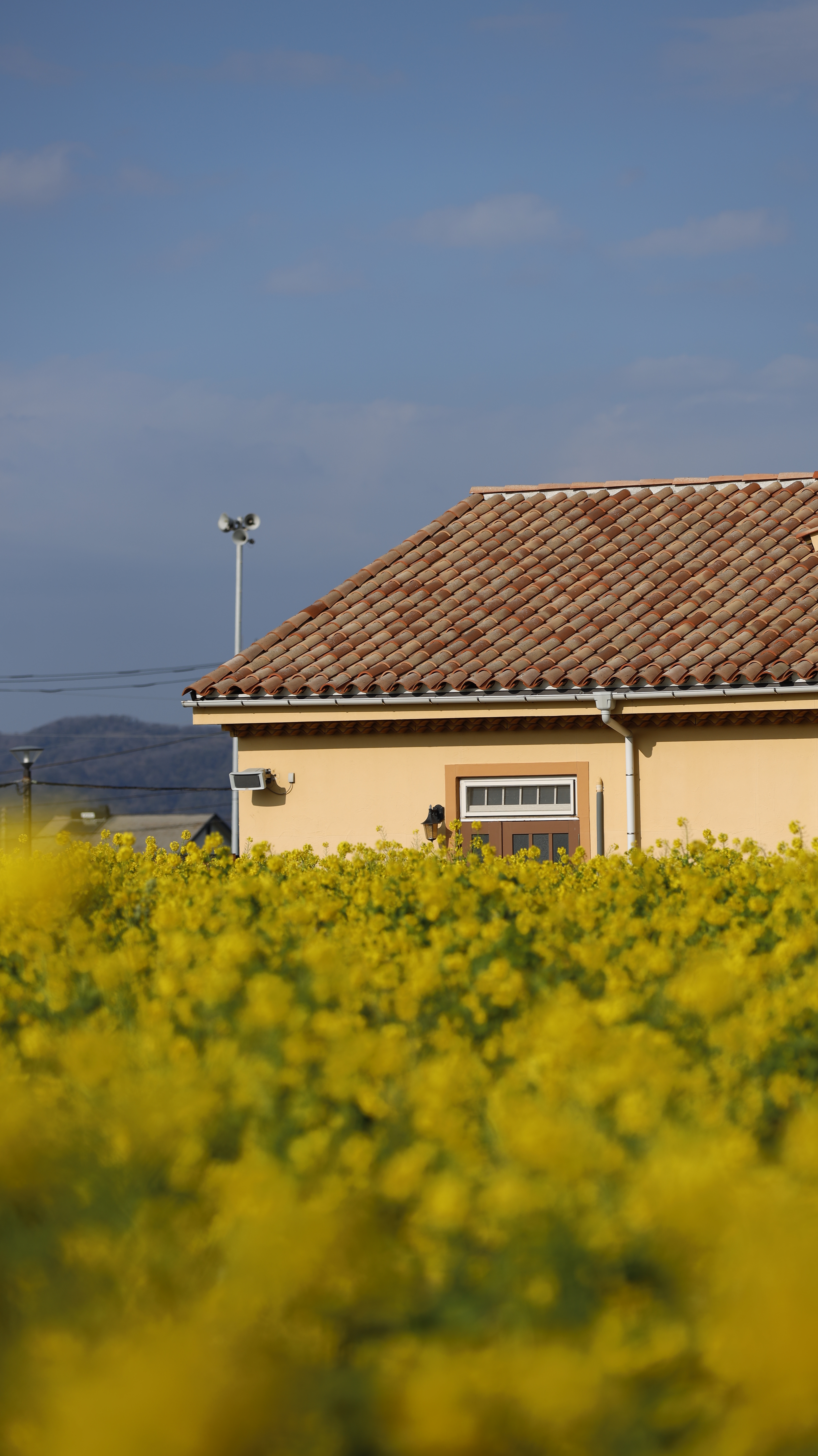 ソレイユの丘にて、「建物と菜の花畑を手前ぼかしで撮影」と感じた写真です。