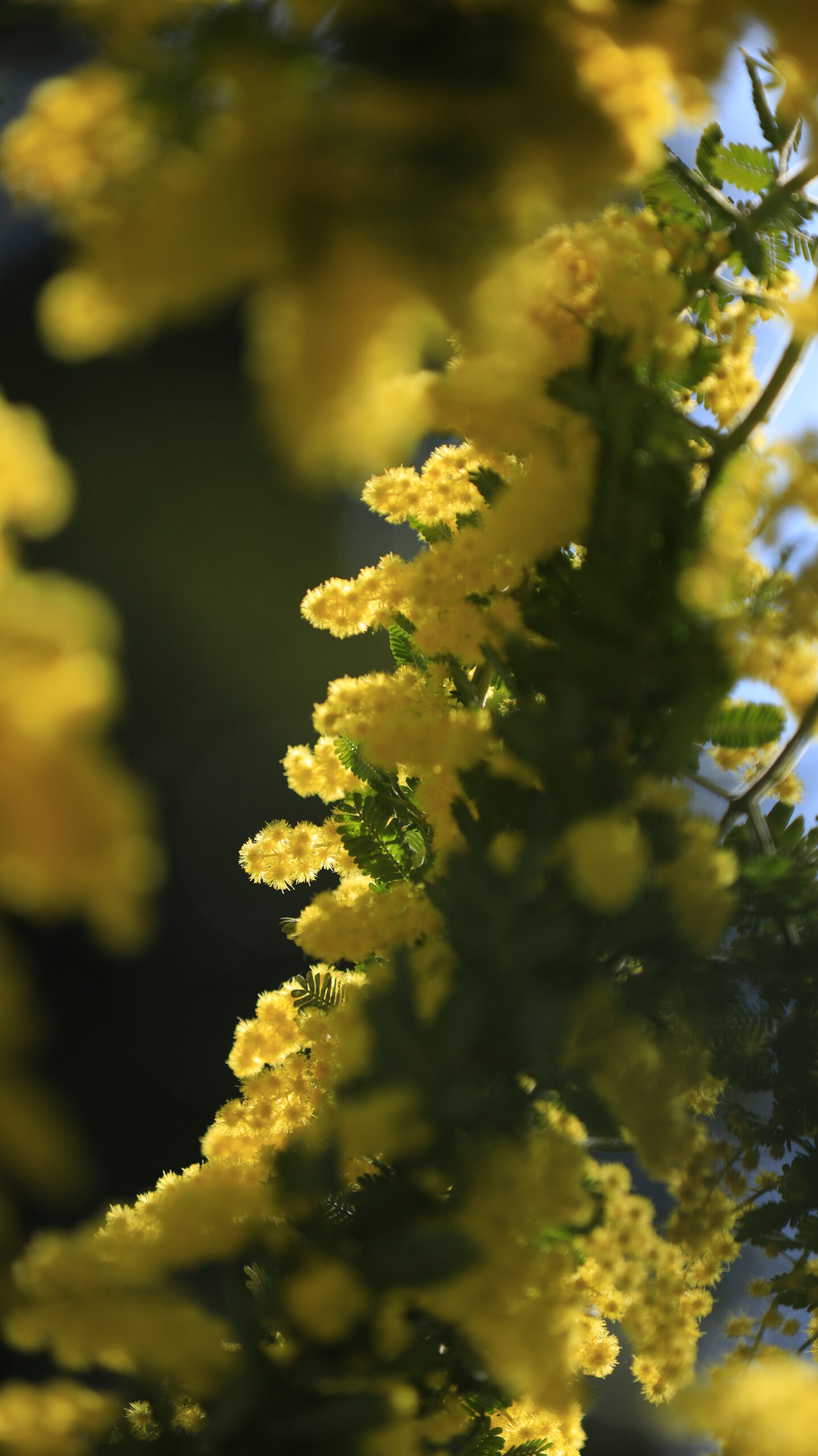 横浜元町で、ミモザの花がモコモコと咲き揃う様子を撮影。ボリューム感を強調。