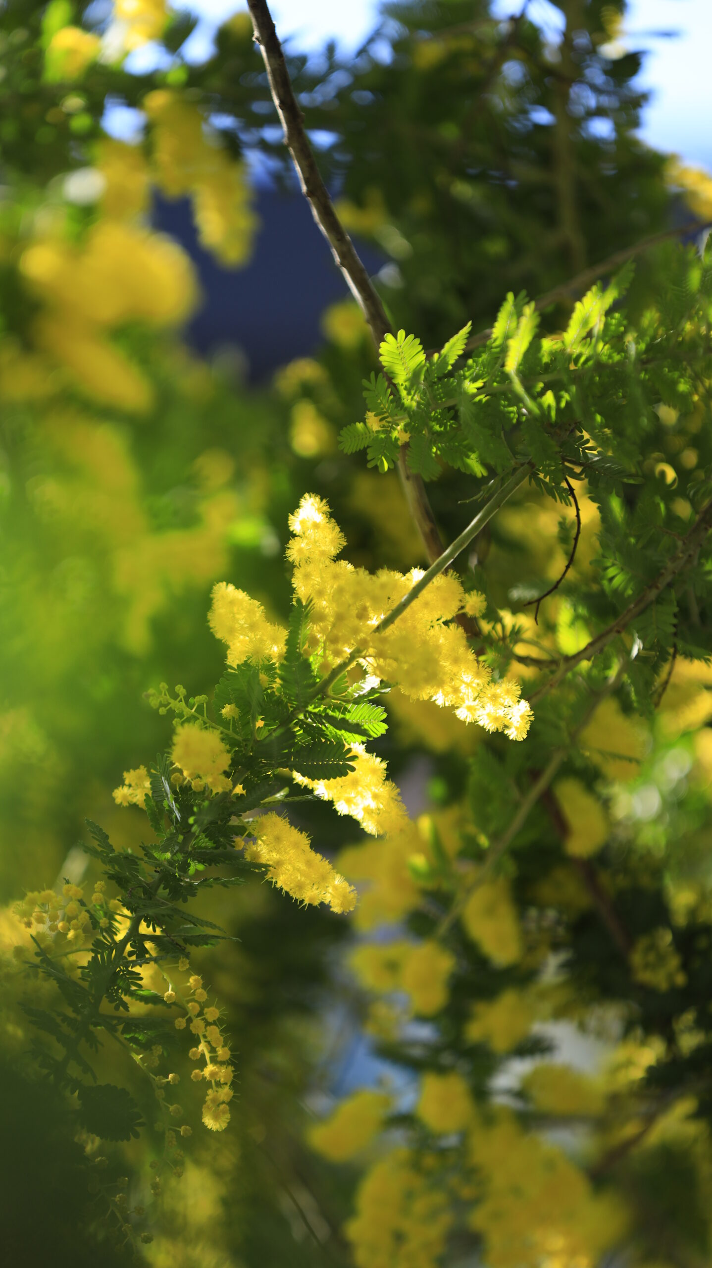 横浜元町で、ミモザの花に美しく光が当たる様子を撮影。春の明るさを感じる一枚。