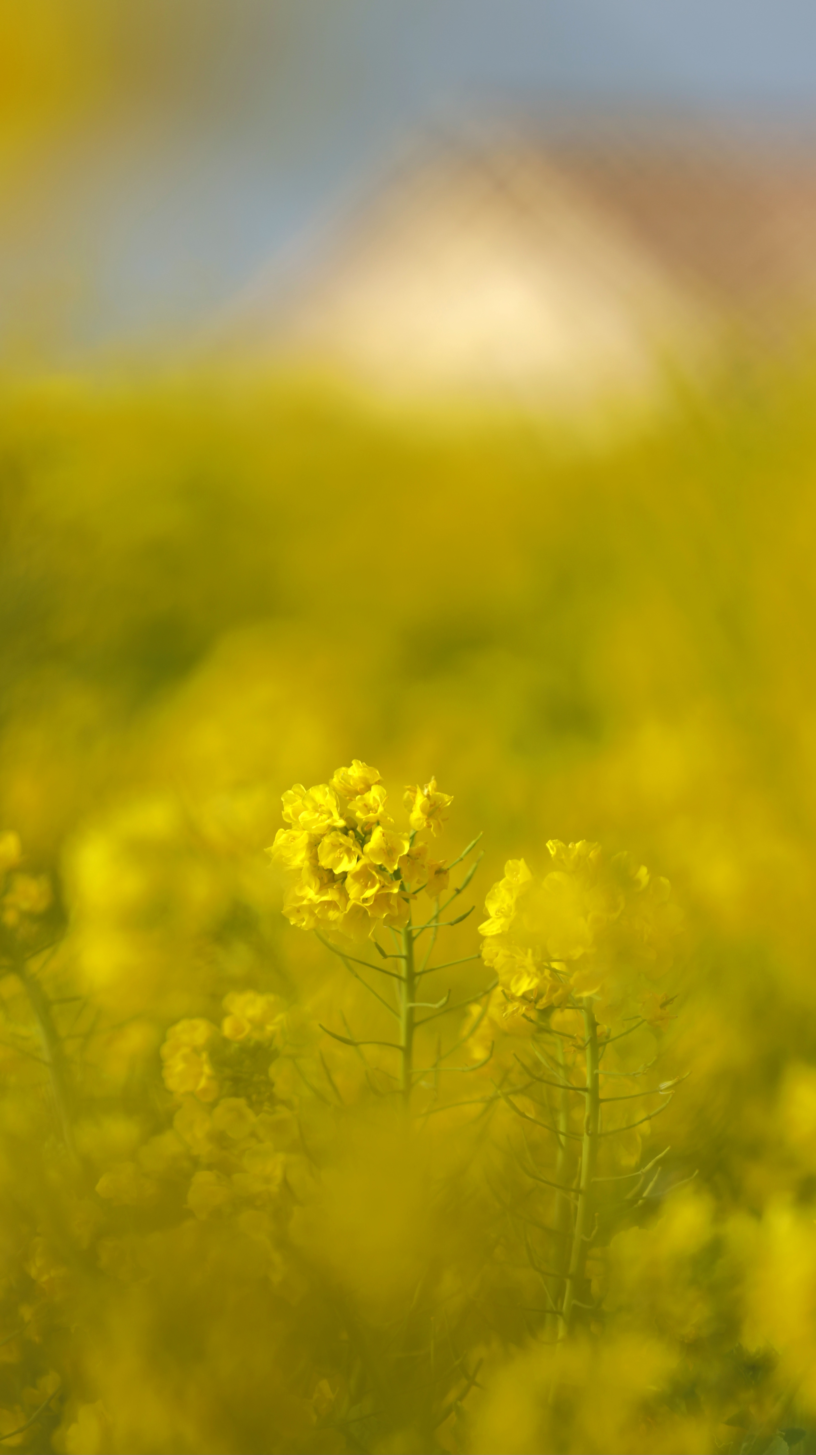 ソレイユの丘にて、「菜の花畑の中心から見つめた世界」と感じた写真です。