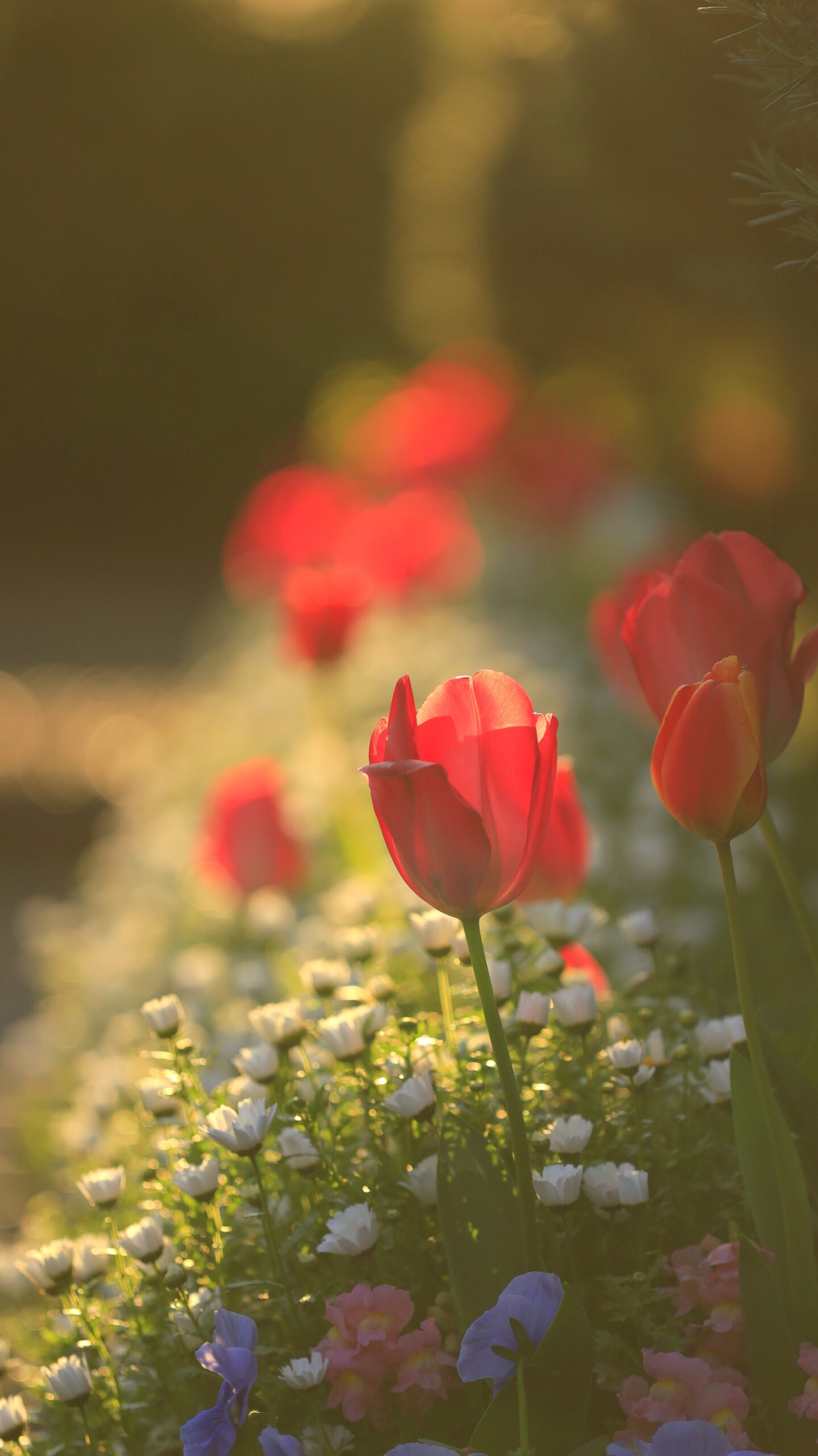 猿江恩賜公園で、朝日を浴びて美しく輝くチューリップの様子
