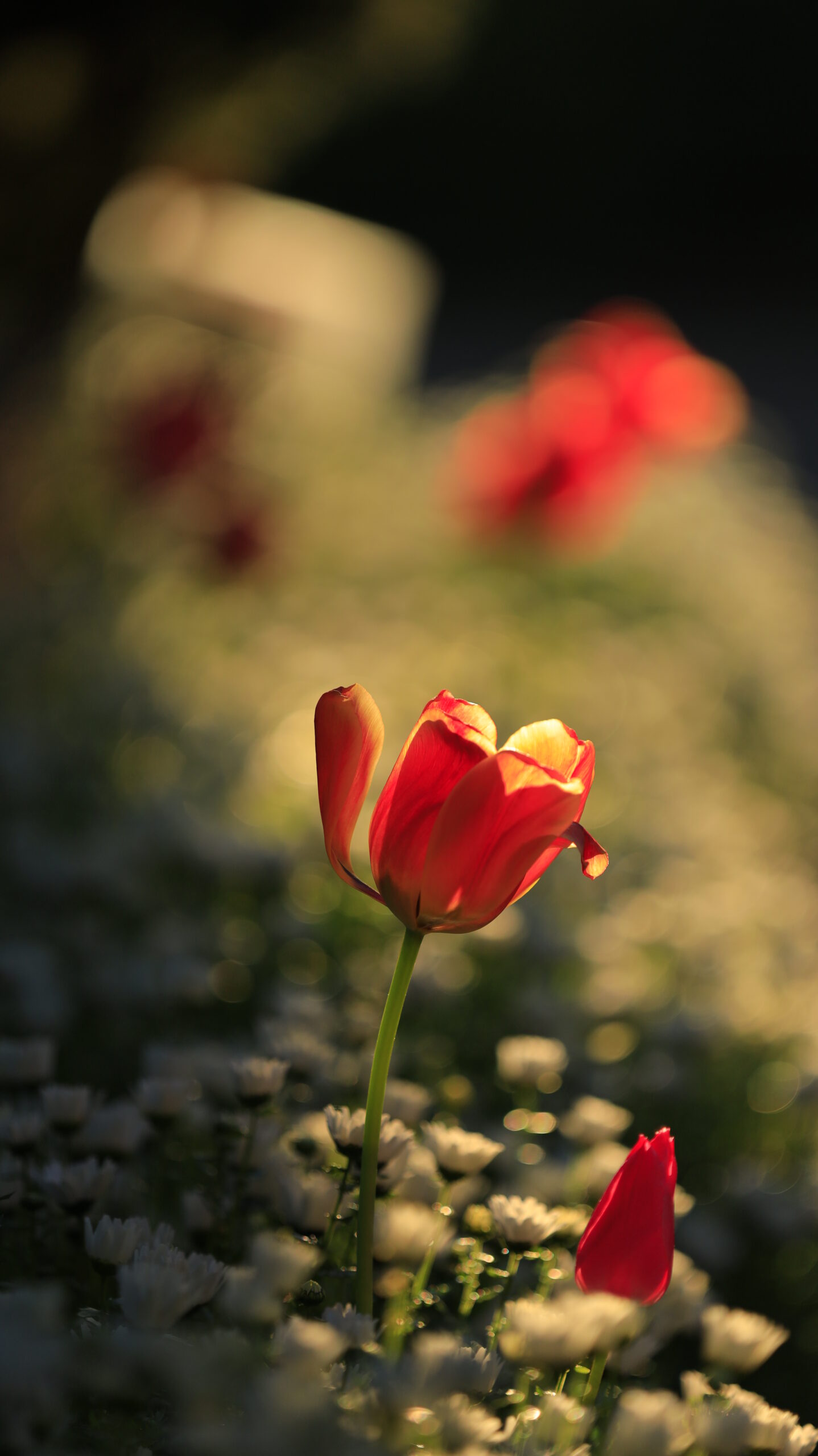 猿江恩賜公園で、赤いチューリップを朝日の逆光で透けるように表現した構図