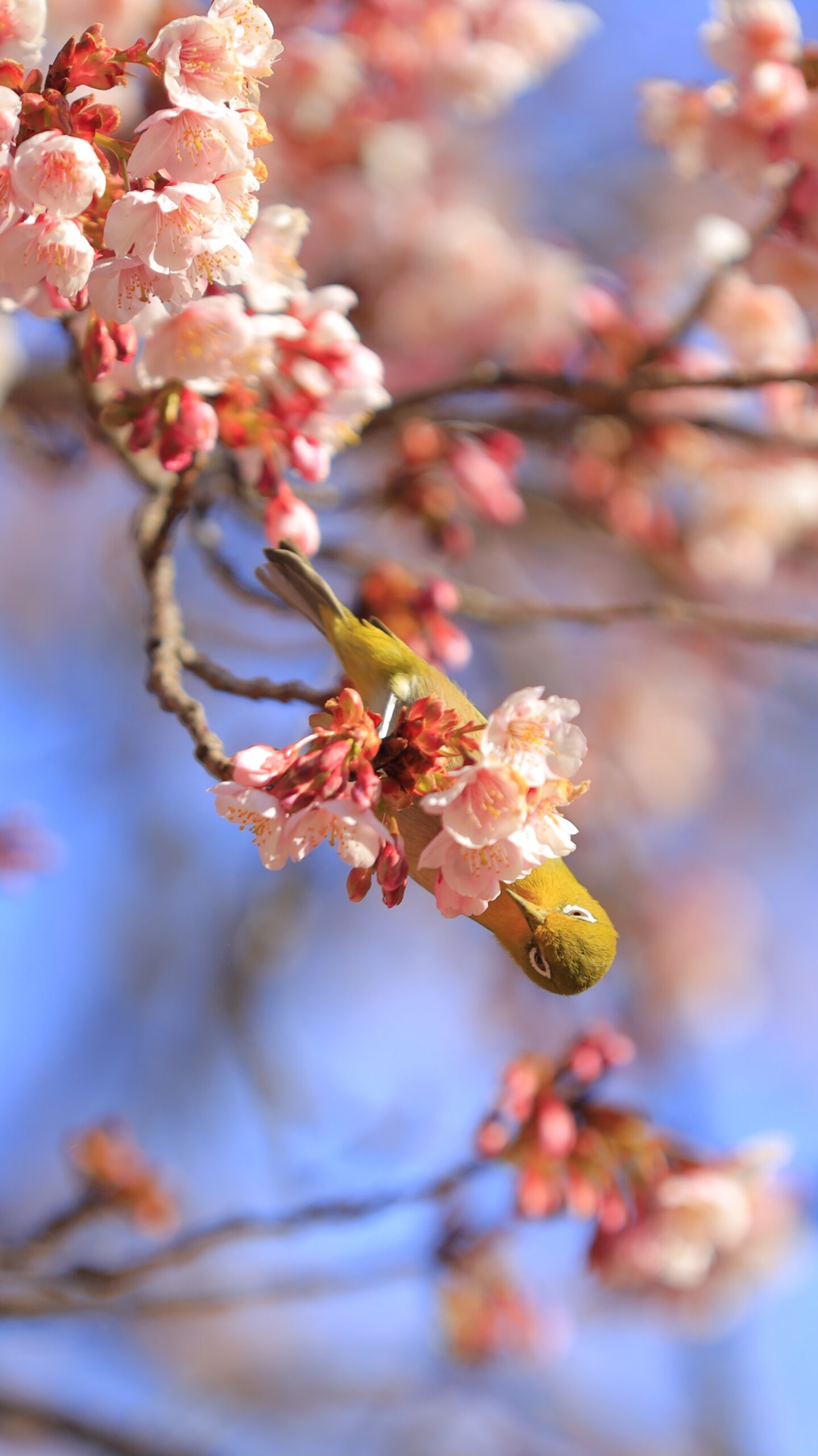 新宿御苑で、桜の木に逆さまになりながら蜜を吸うメジロの躍動感を捉えた写真です。