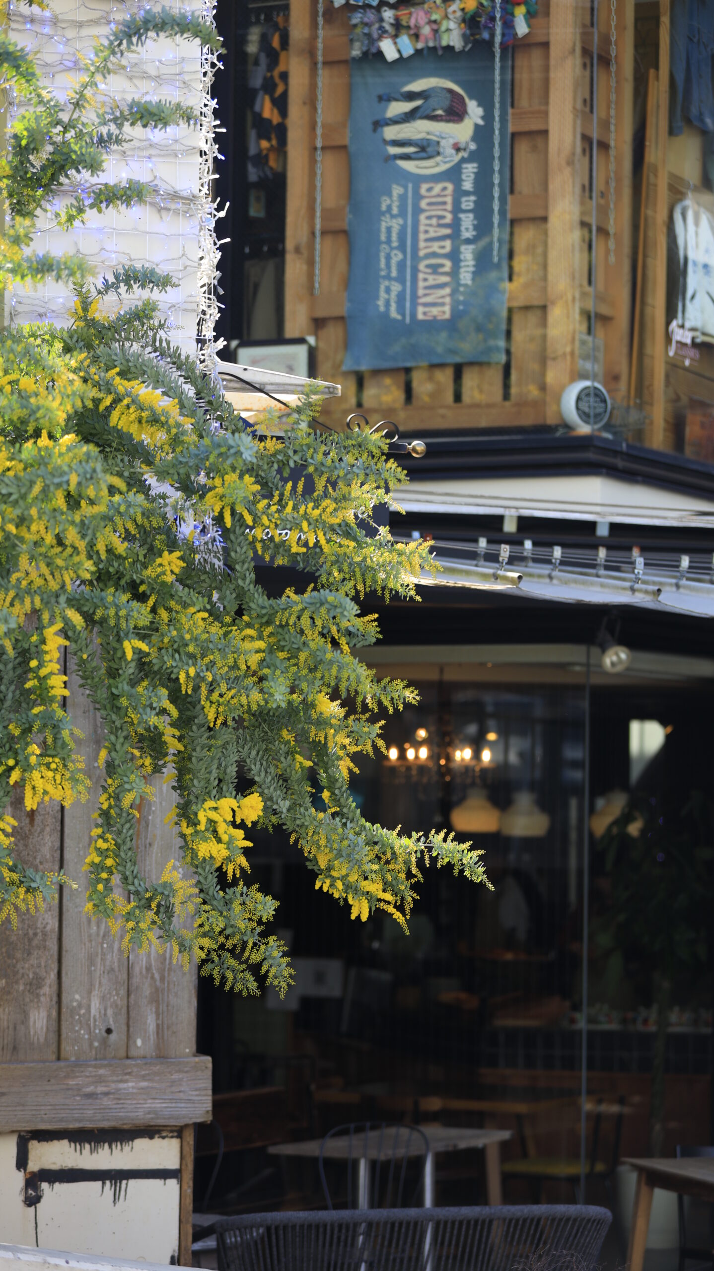 横浜元町で、ミモザの花とカフェ店舗の様子を撮影。春の横浜散策の雰囲気を感じられる一枚。
