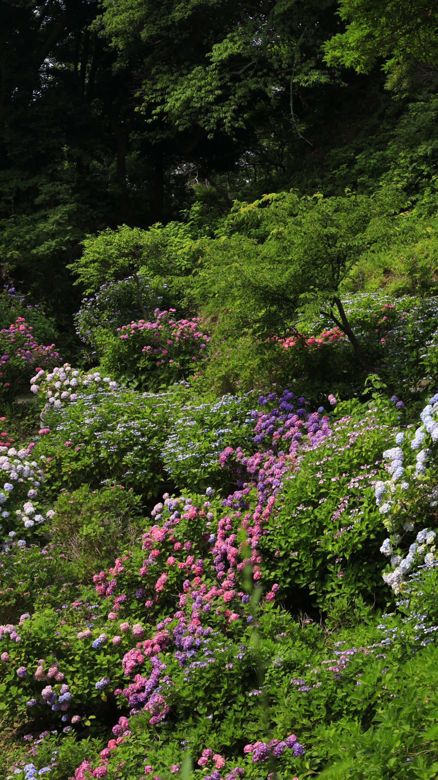 下田公園(あじさい祭り)の山の斜面に咲くピンク、紫、白の紫陽花