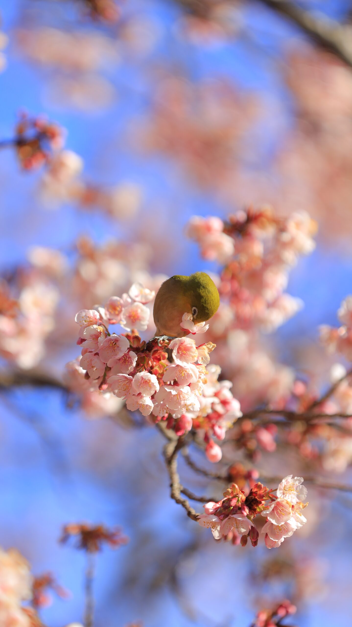 新宿御苑で、桜の木の上で可愛らしい仕草で蜜を吸うメジロの様子を撮影した写真です。