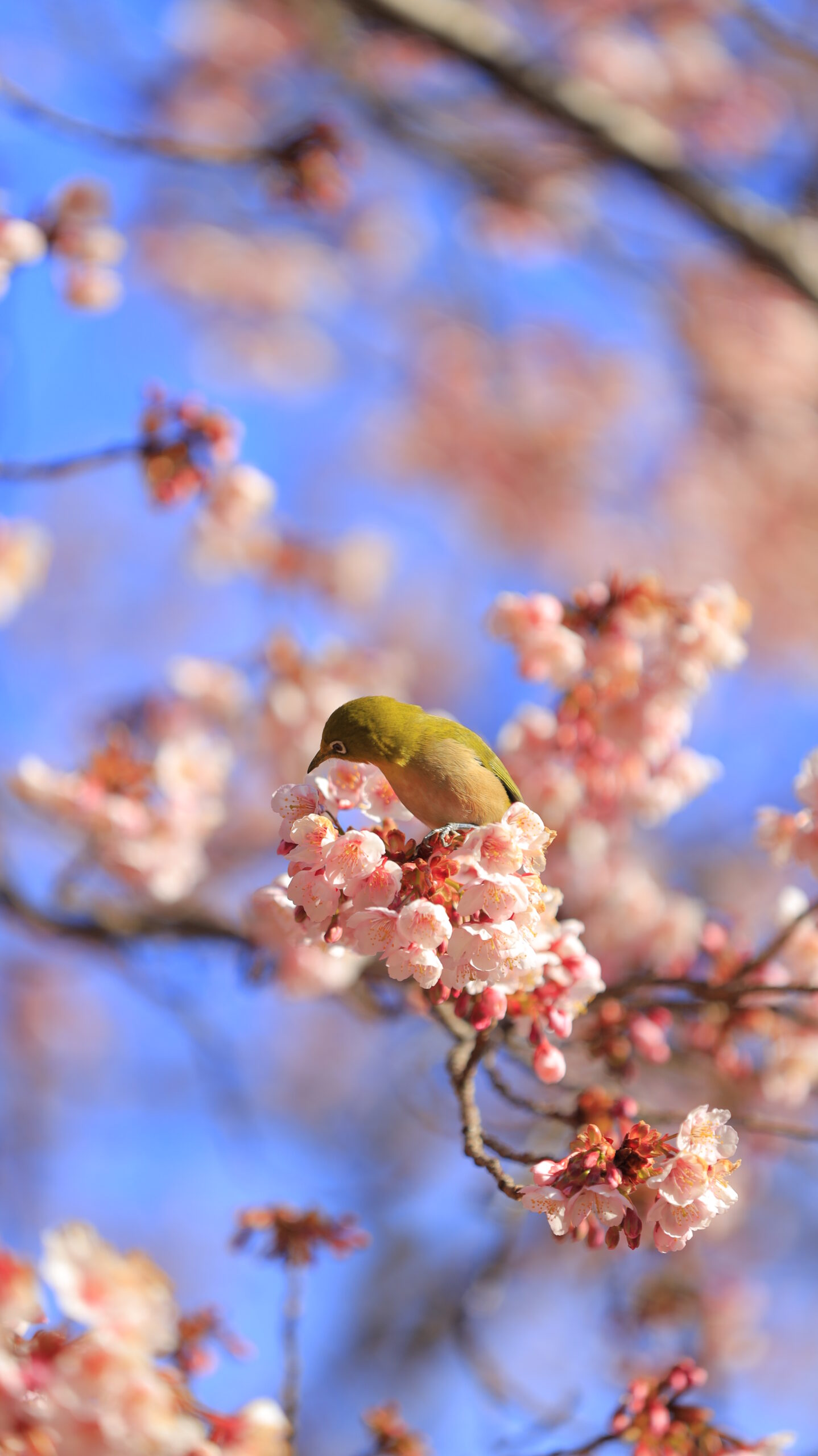 新宿御苑で、ふわふわと咲く桜の上で花を見定めているメジロの姿を撮影した写真です。