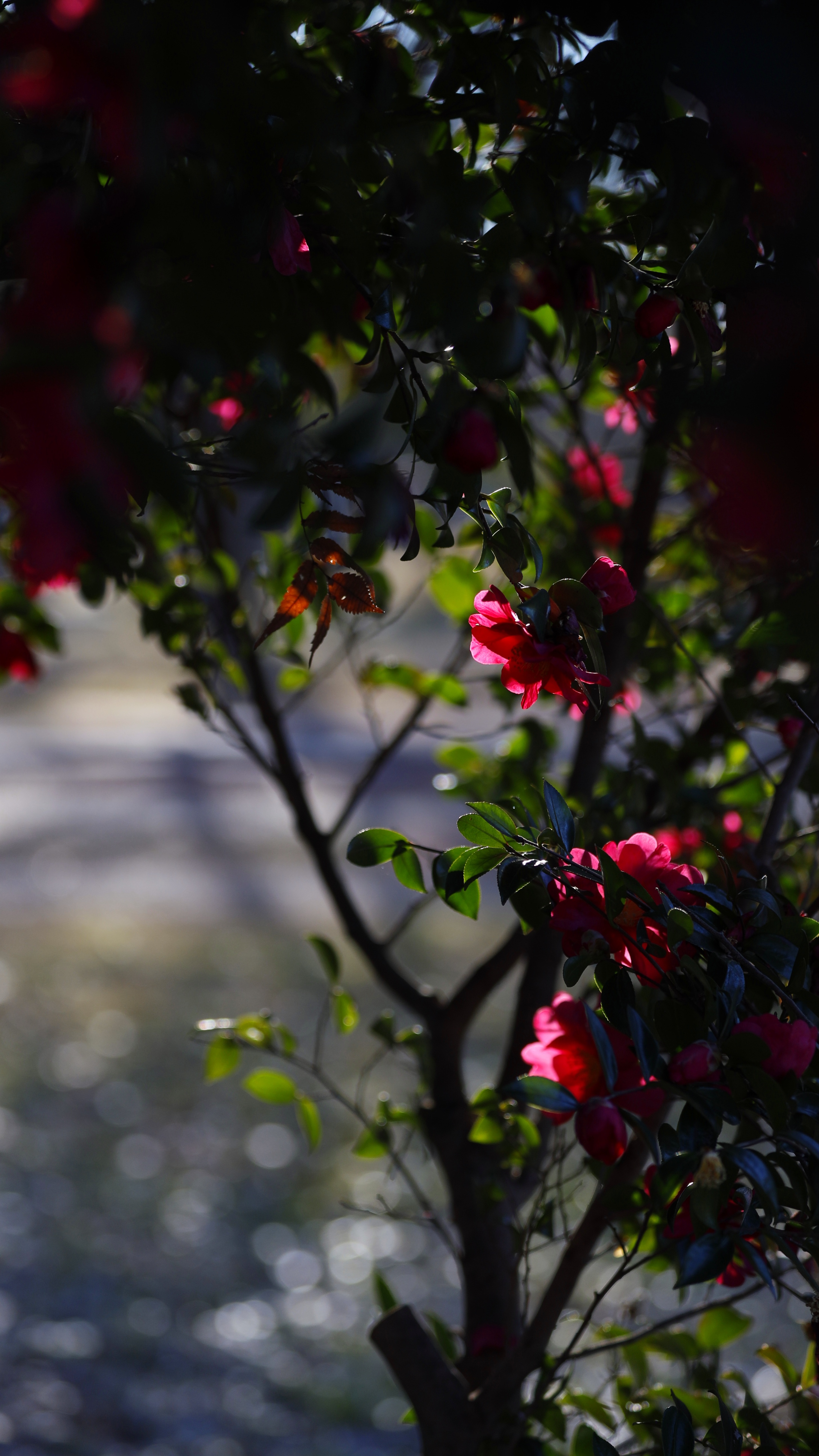 大宮第二公園にて、「日差しに透ける椿の花びら」と感じた写真です。