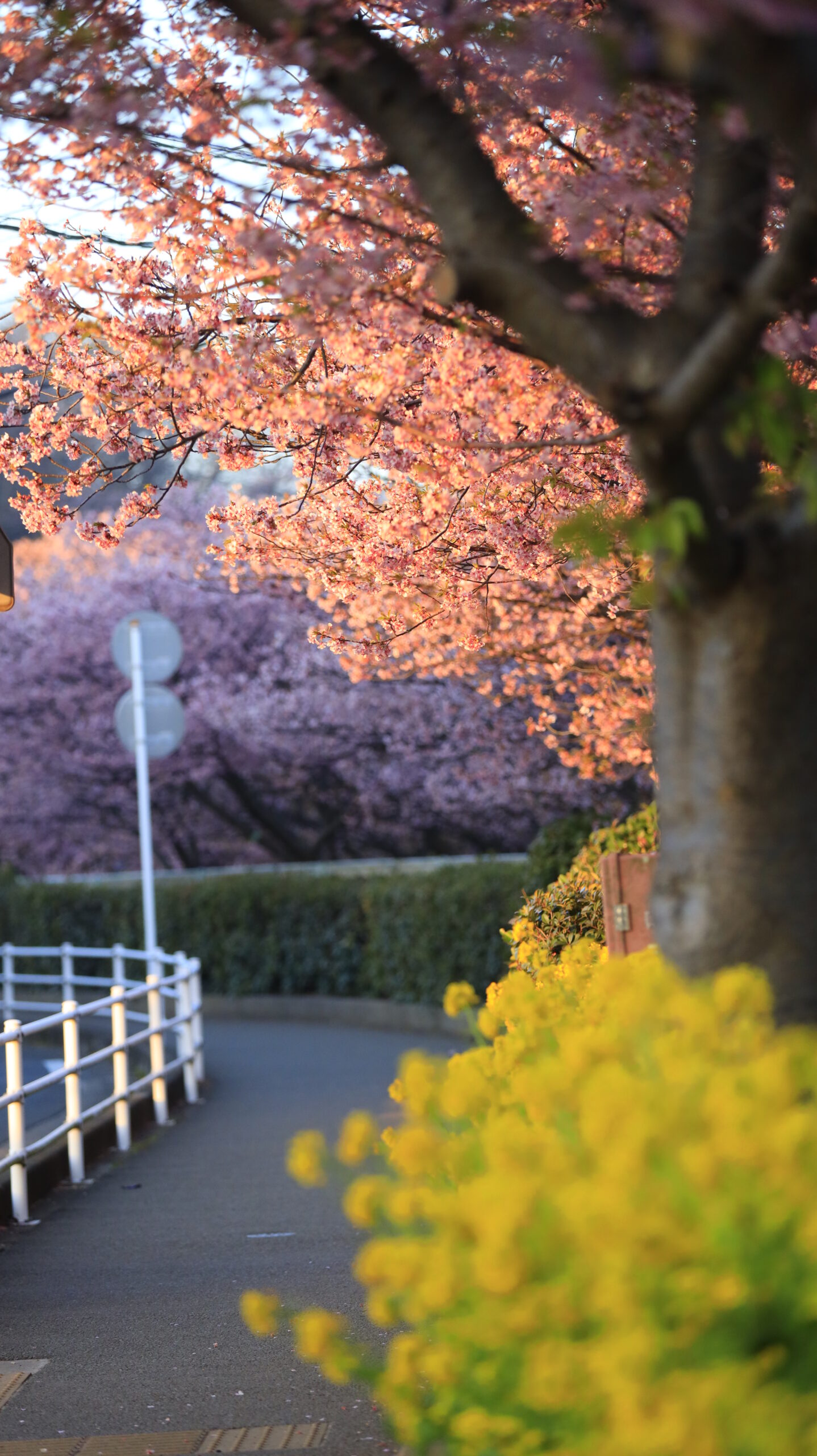 三浦海岸桜まつりで、菜の花と河津桜に朝の光が差し込み始めたタイミングを狙って撮影。早春の三浦海岸らしい黄色とピンクが輝きはじめる瞬間。