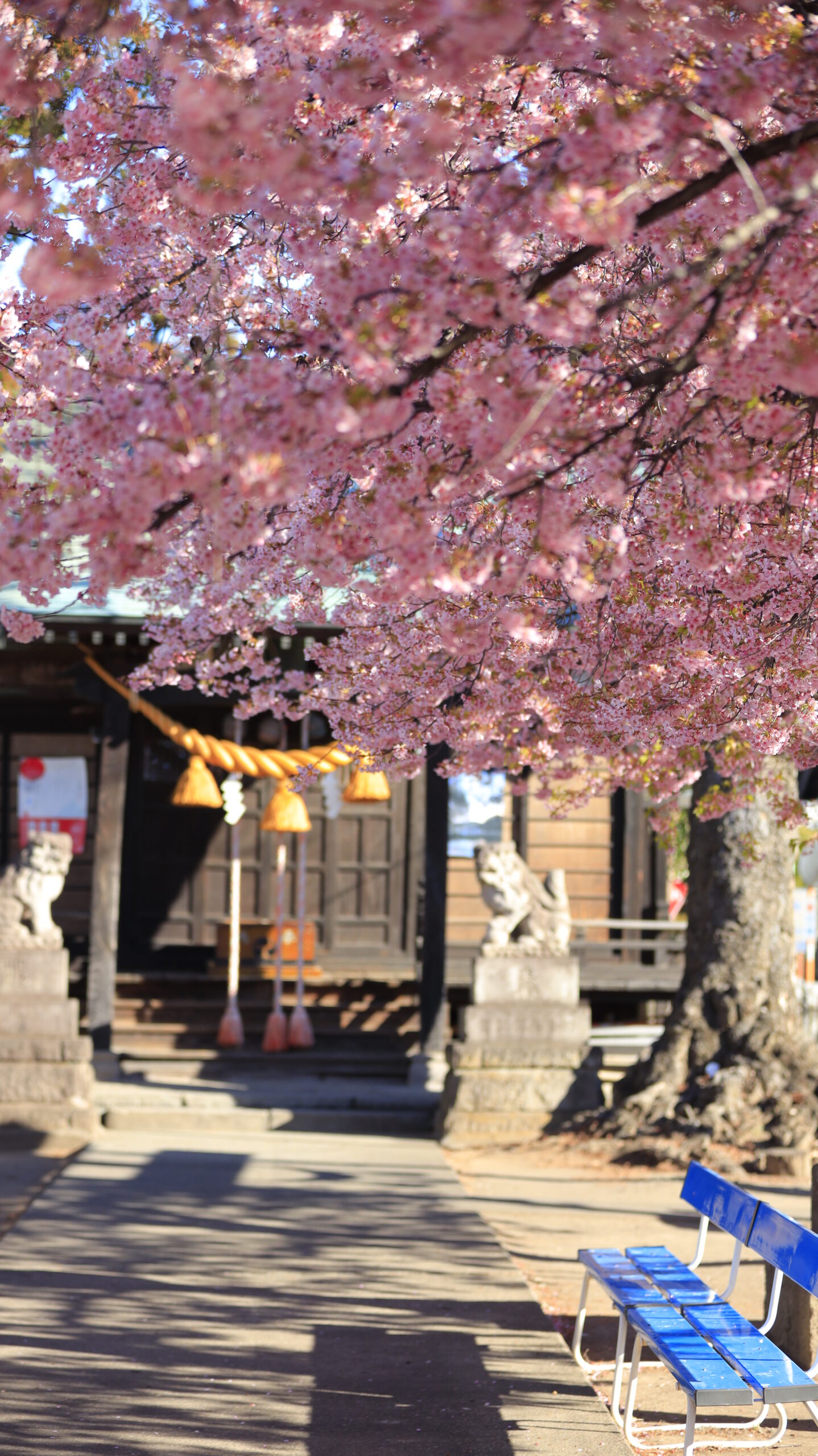 江田鏡神社で、河津桜と奥の神社の建物のバランスを意識して撮影した春の風景。