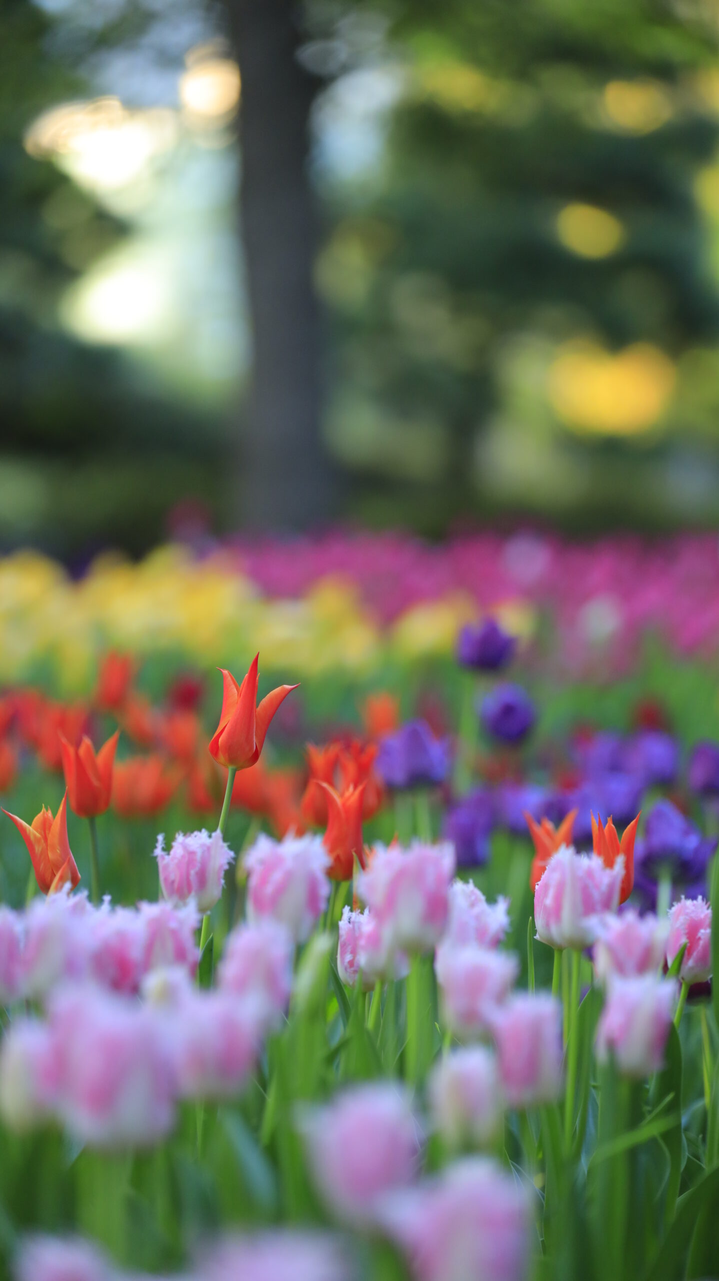 猿江恩賜公園で、日陰のチューリップ畑の中で可愛らしい花が突き出る様子