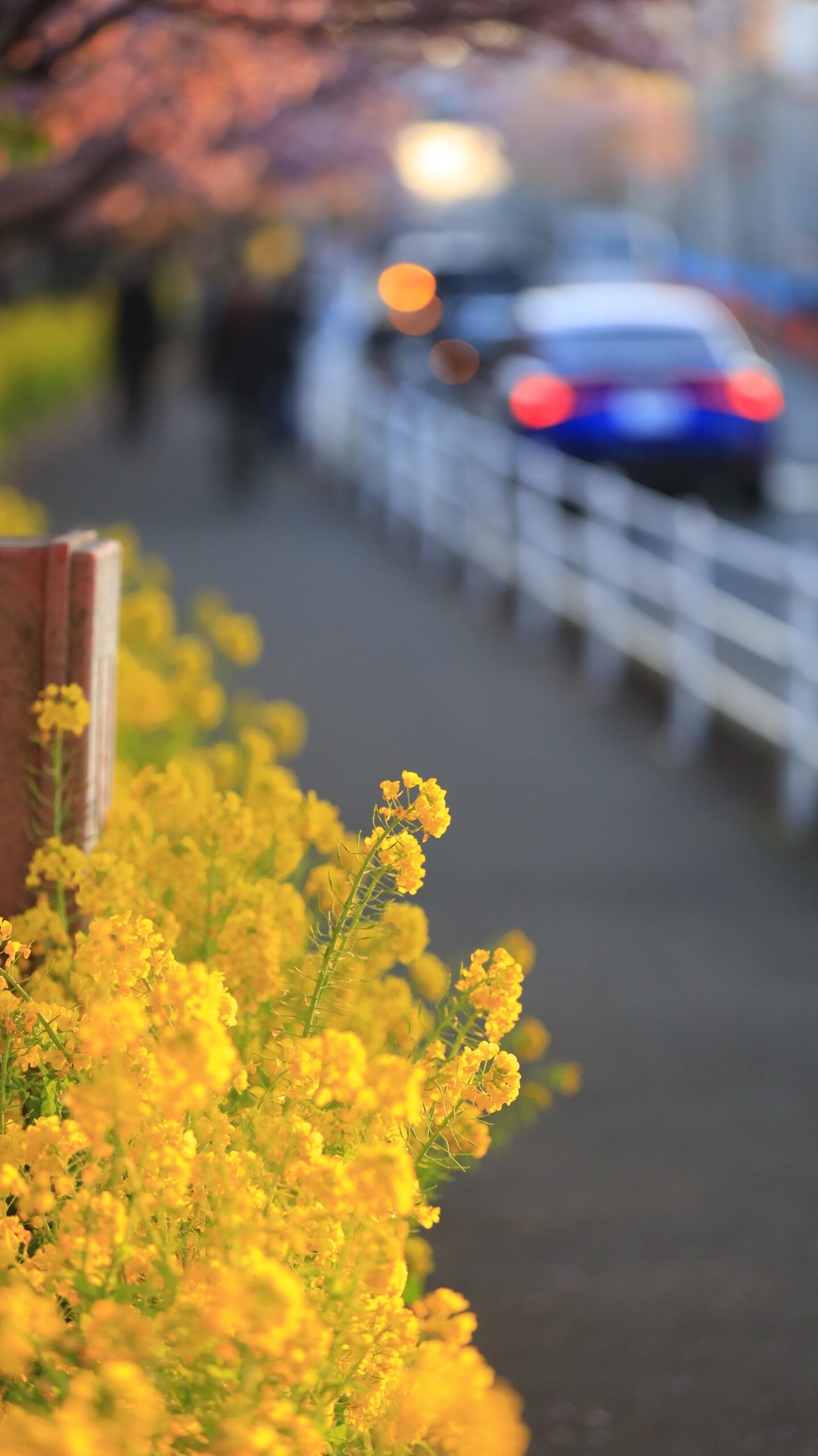 The scene of people starting to gather at the Miura Coast Cherry Blossom Festival was captured with the rape blossoms in the foreground in focus. The lively spring atmosphere and the colors of the flowers are expressed at the same time.
