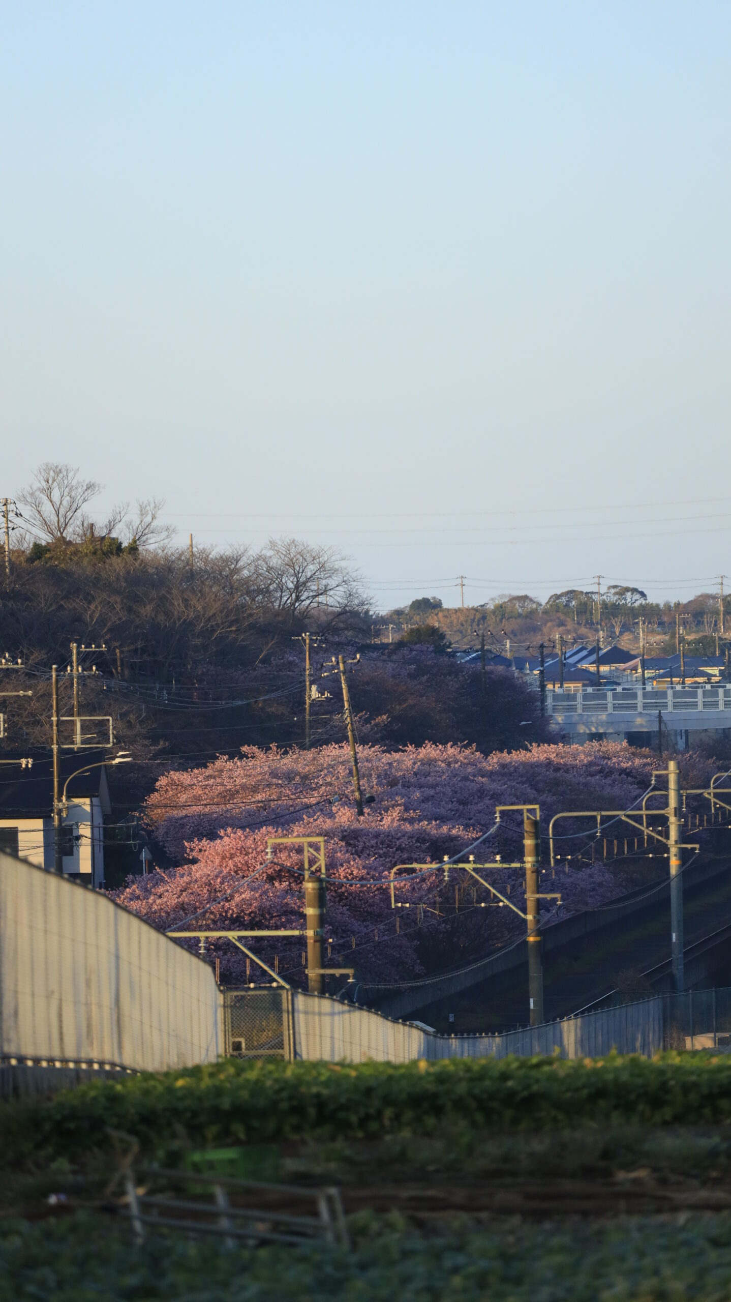 三浦海岸桜まつりで、高い位置から遠くまで続く桜並木を撮影。河津桜のスケール感が伝わる構図。