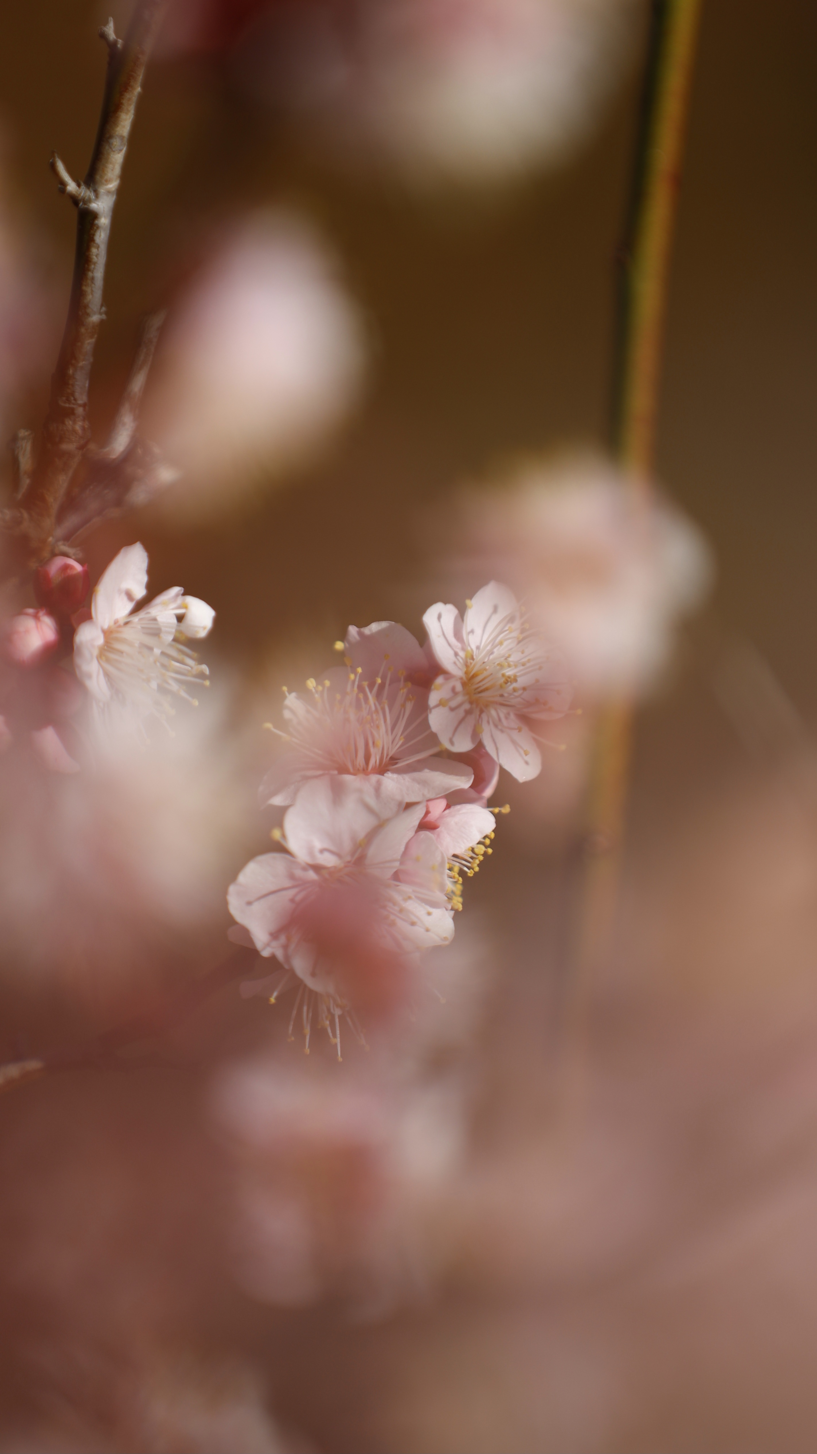 大宮第二公園にて、「ふんわりと撮影した梅の花の雰囲気」と感じた写真です。