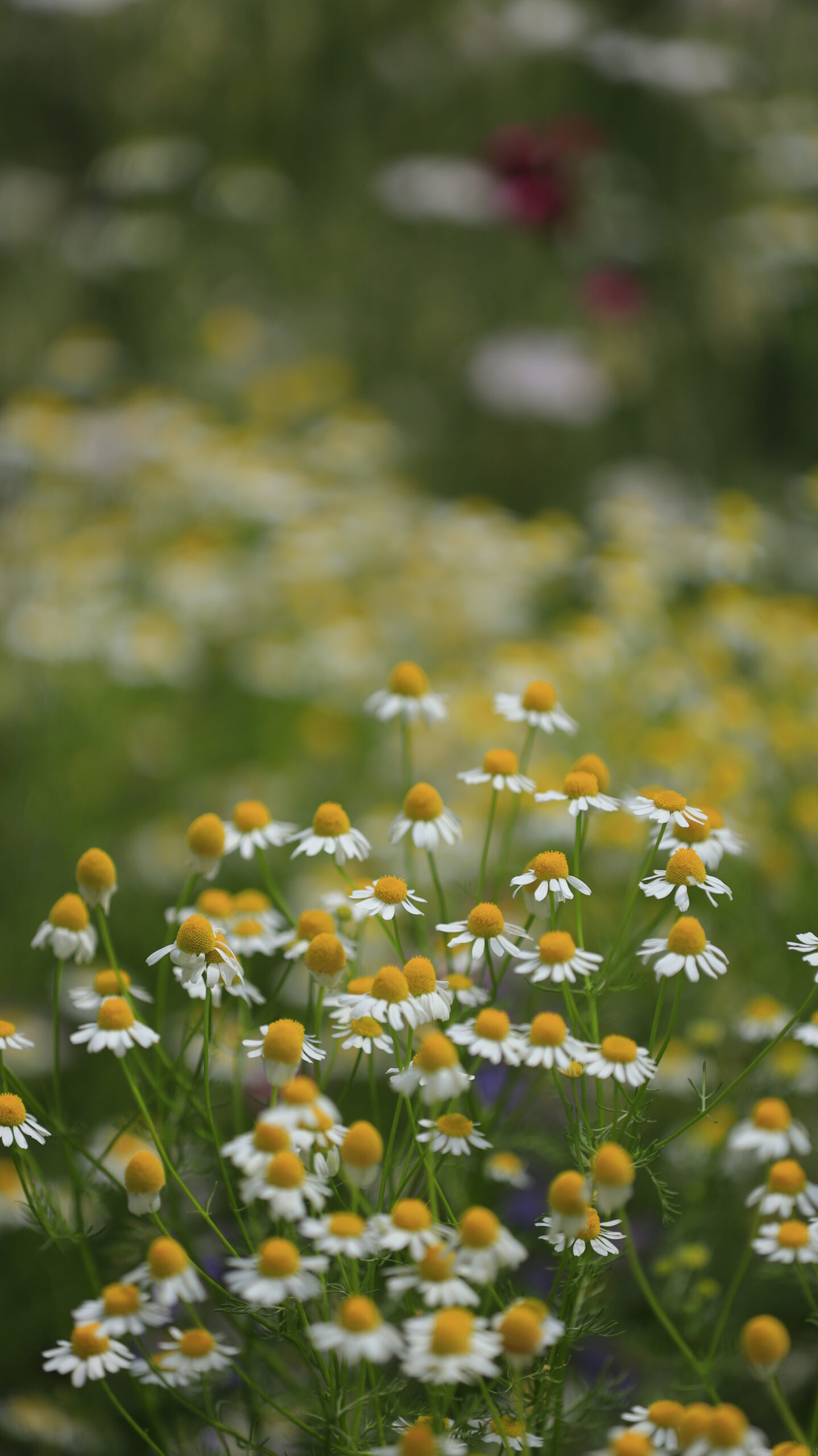 あやせローズガーデンでカモミールの花々を落ち着いた雰囲気で鮮明に写した写真