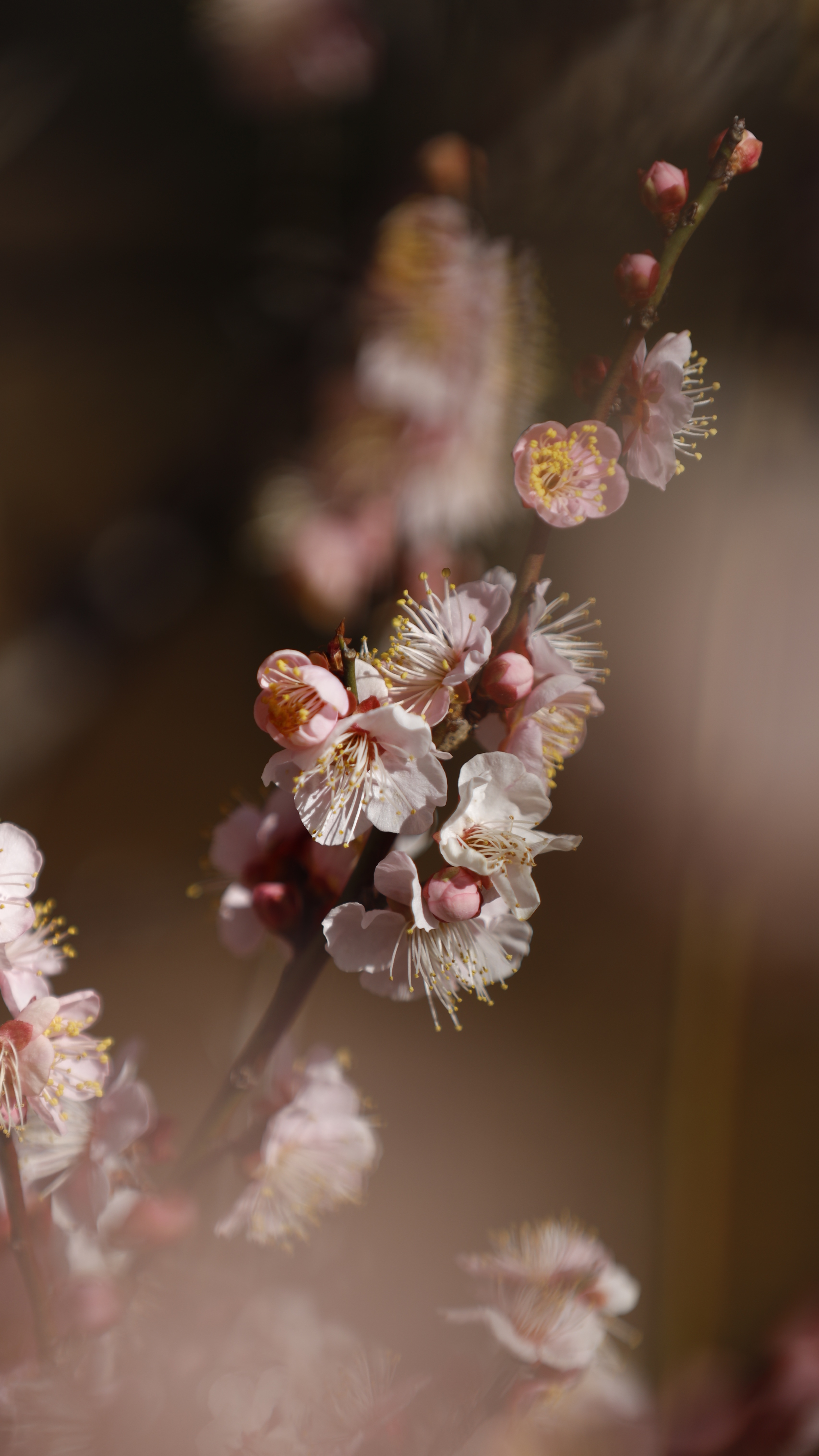 大宮第二公園にて、「枝ぶりの美しさを際立たせた梅の花」と感じた写真です。