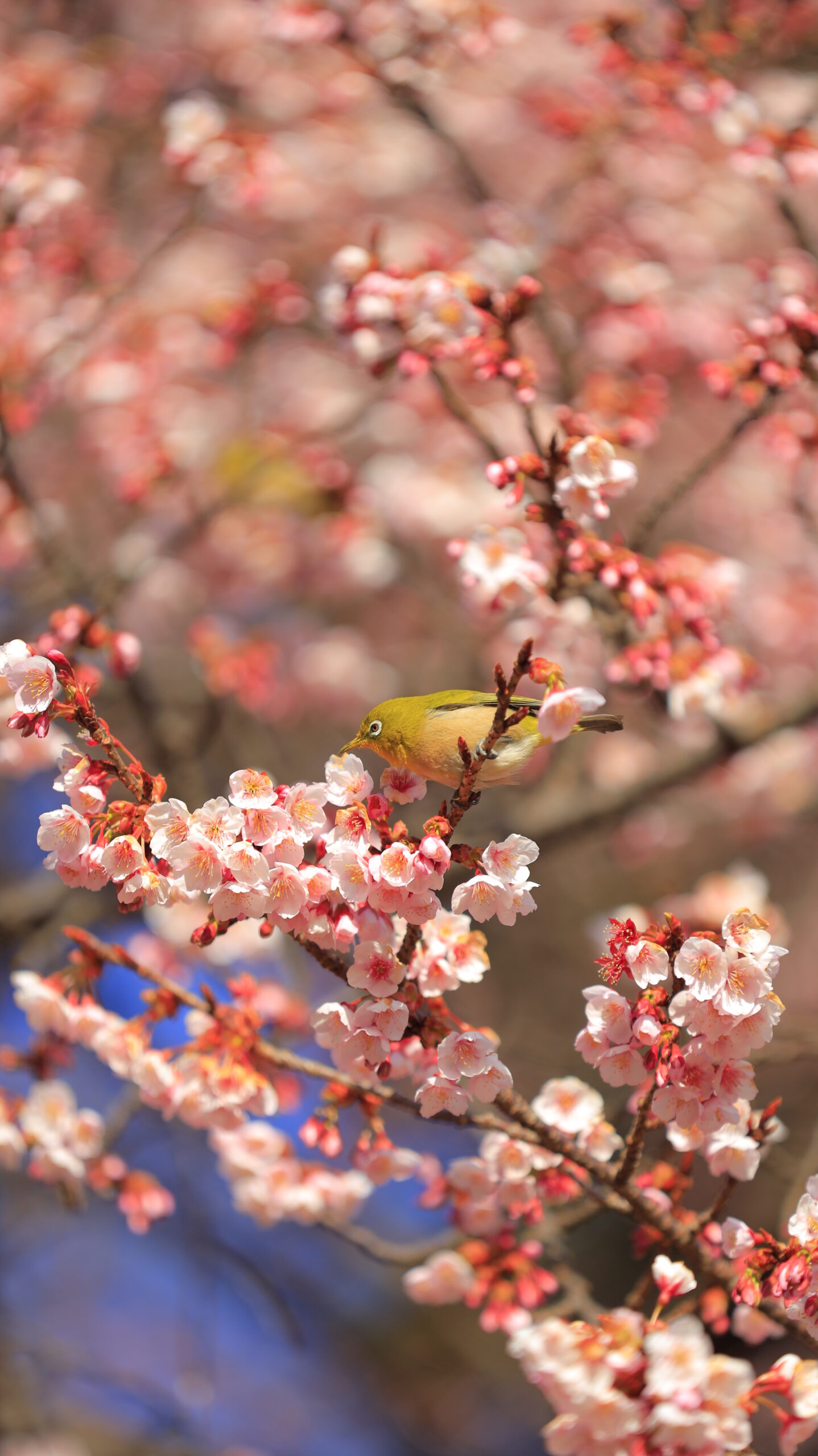 新宿御苑で、満開の桜の花をついばむメジロの様子を撮影した写真です。