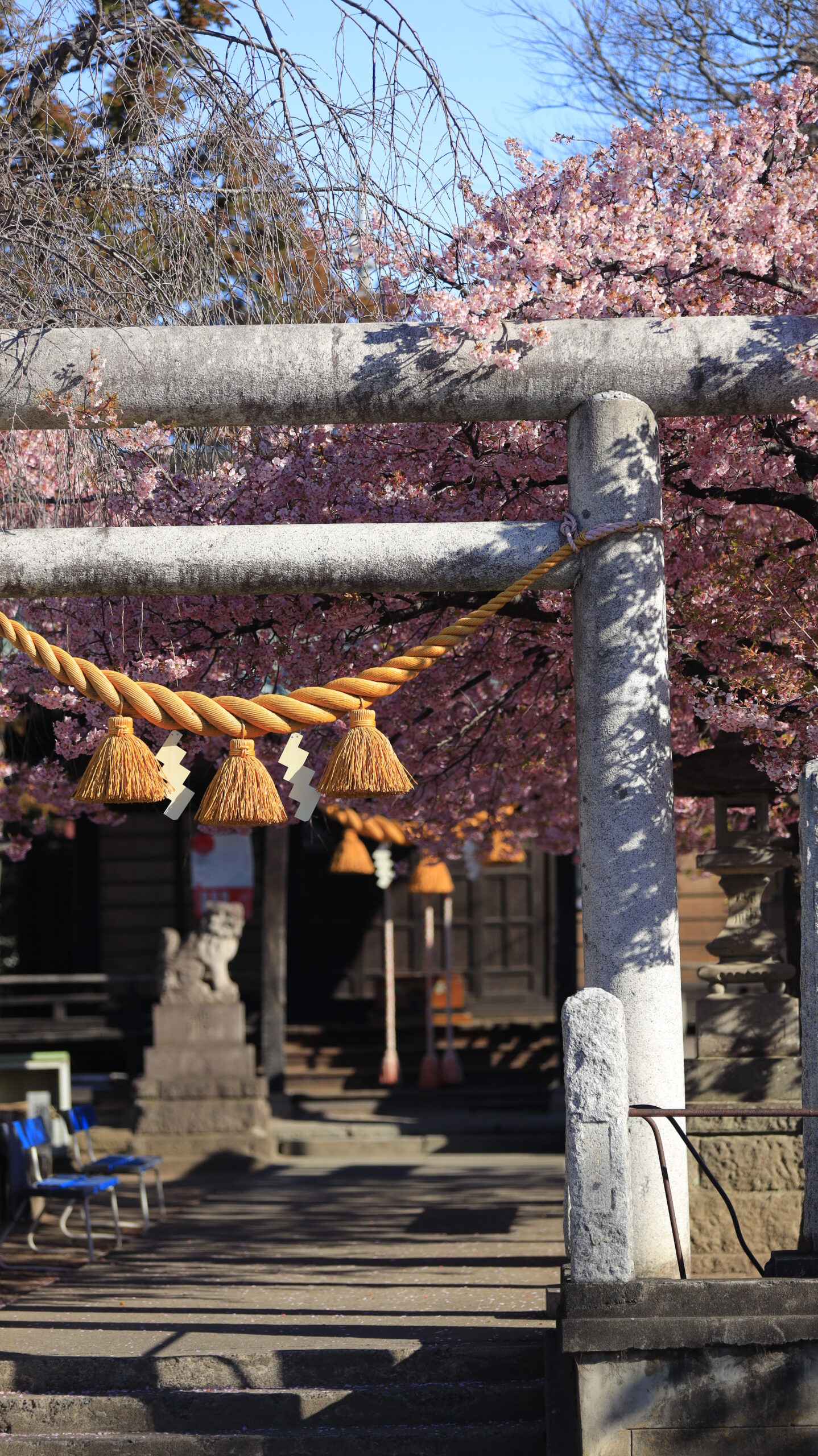 江田鏡神社で、少し離れた位置から鳥居と河津桜を撮影した神社の桜風景。