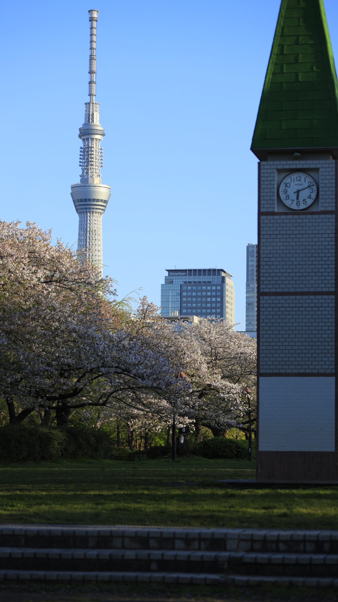 猿江恩賜公園で、散り始めの桜と東京スカイツリーのコラボレーション風景