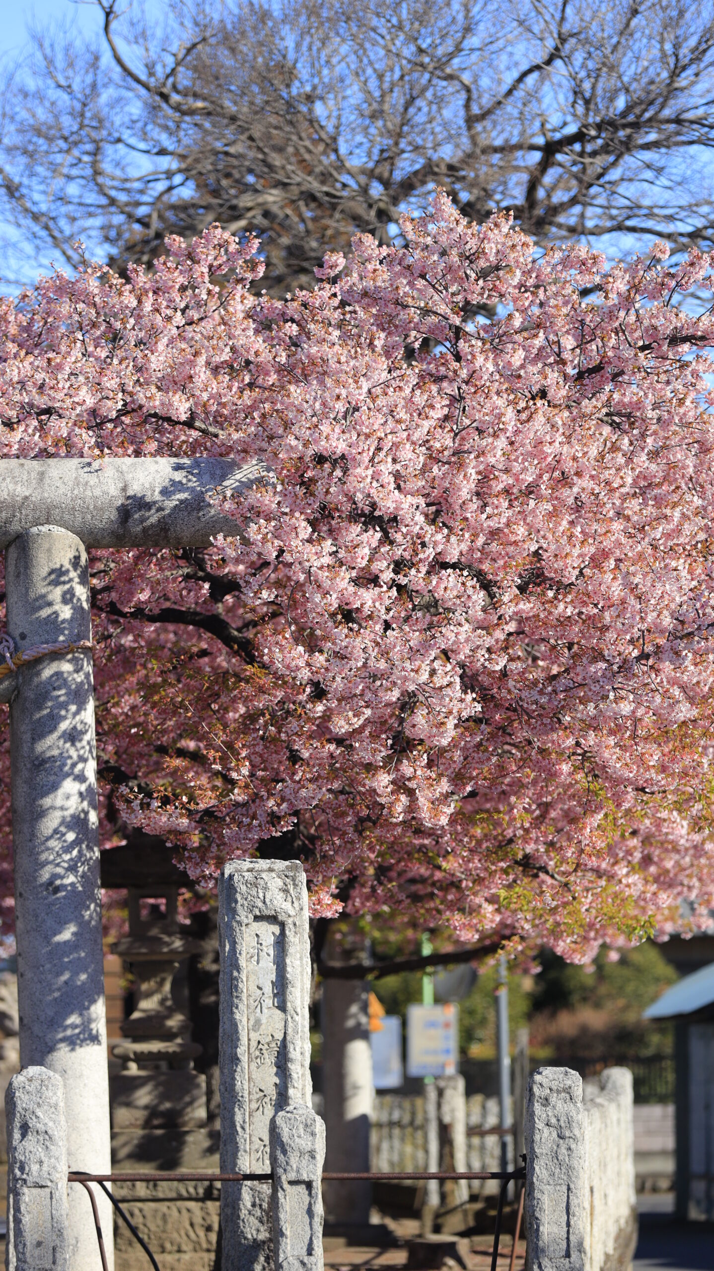 江田鏡神社で、鳥居横の河津桜に光が当たる様子をアップで撮影した桜の写真。