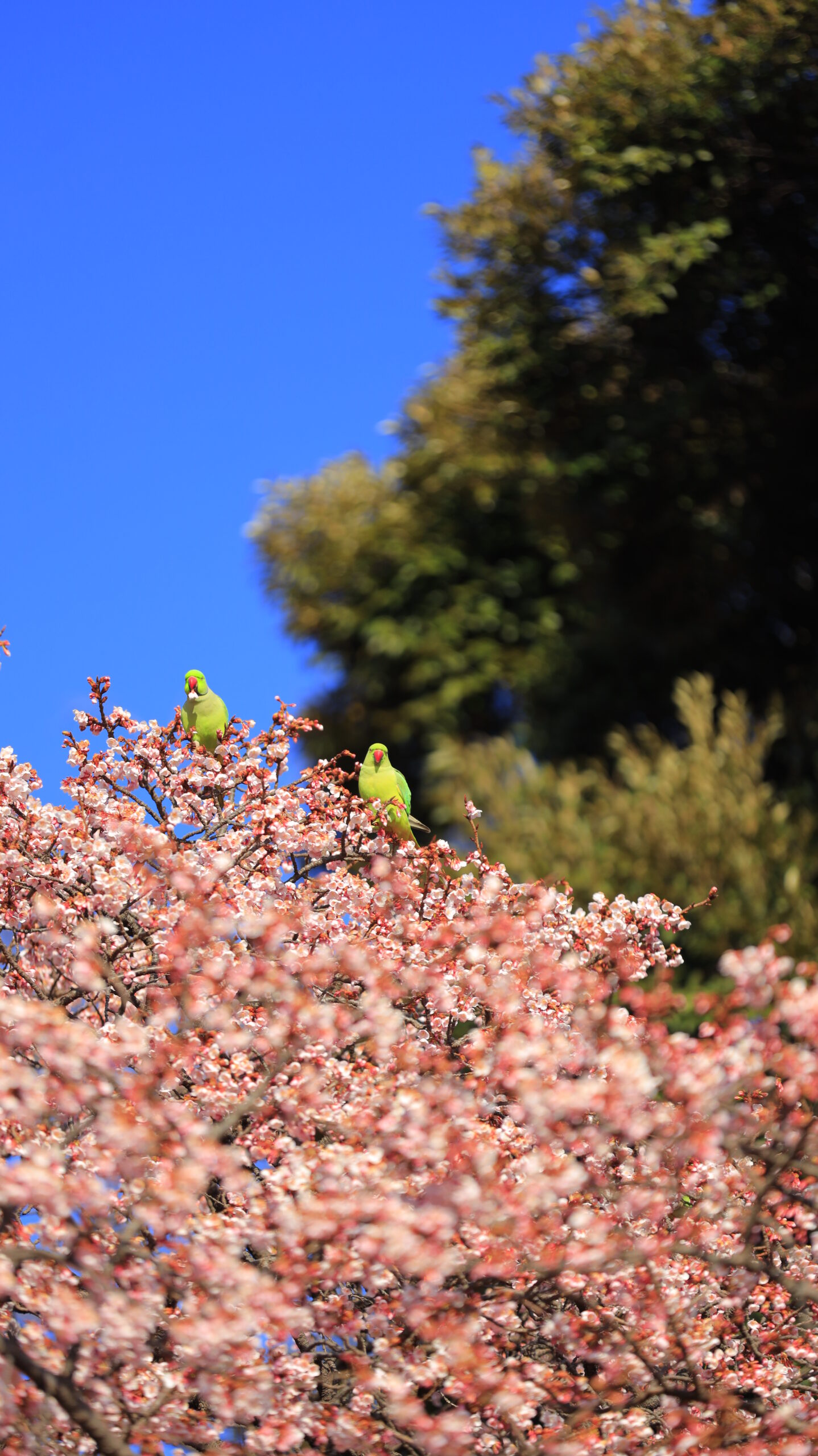新宿御苑で、二羽のワカケホンセイインコが桜の上で周囲の様子をうかがっている姿を撮影した写真です。