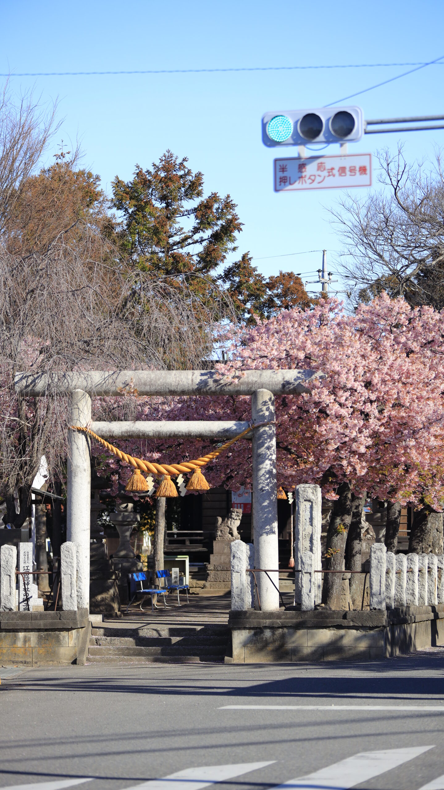 江田鏡神社で、交差点の奥から鳥居と河津桜と神社の建物を撮影した風景。