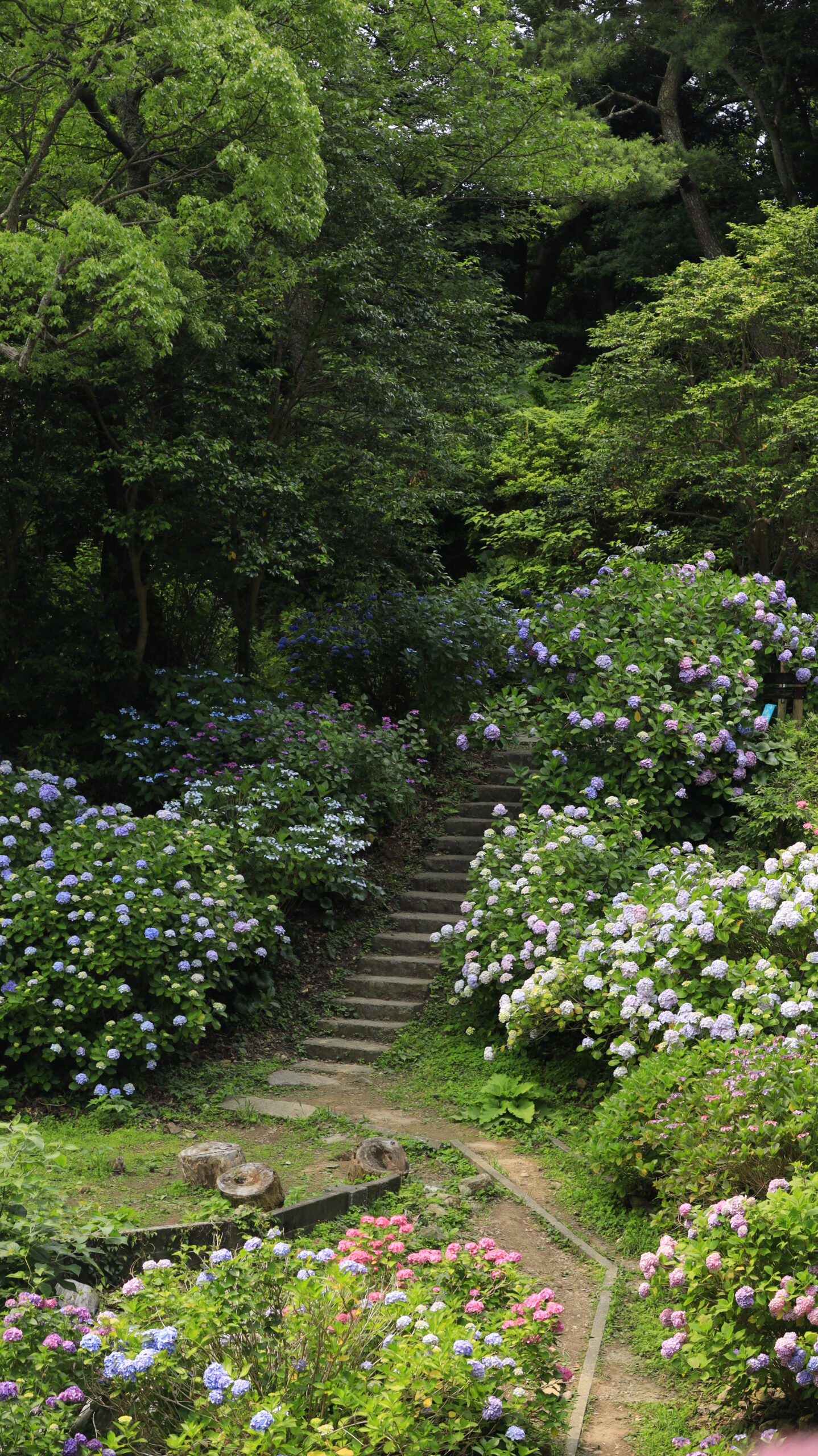 下田公園(あじさい祭り)の小さな広場の階段と周囲に咲く紫陽花