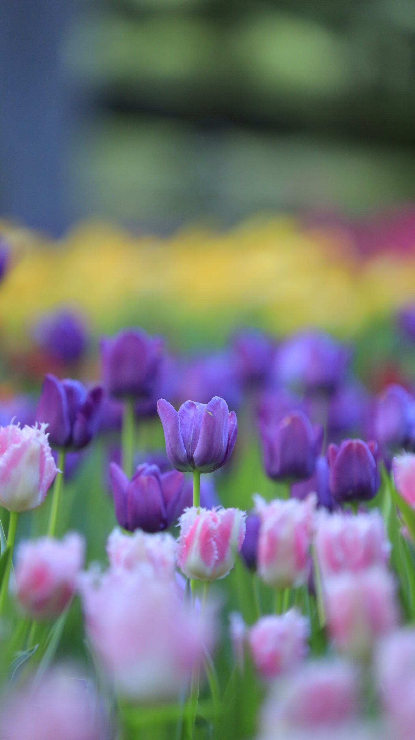 猿江恩賜公園で、紫色のチューリップにフォーカスした印象的な構図