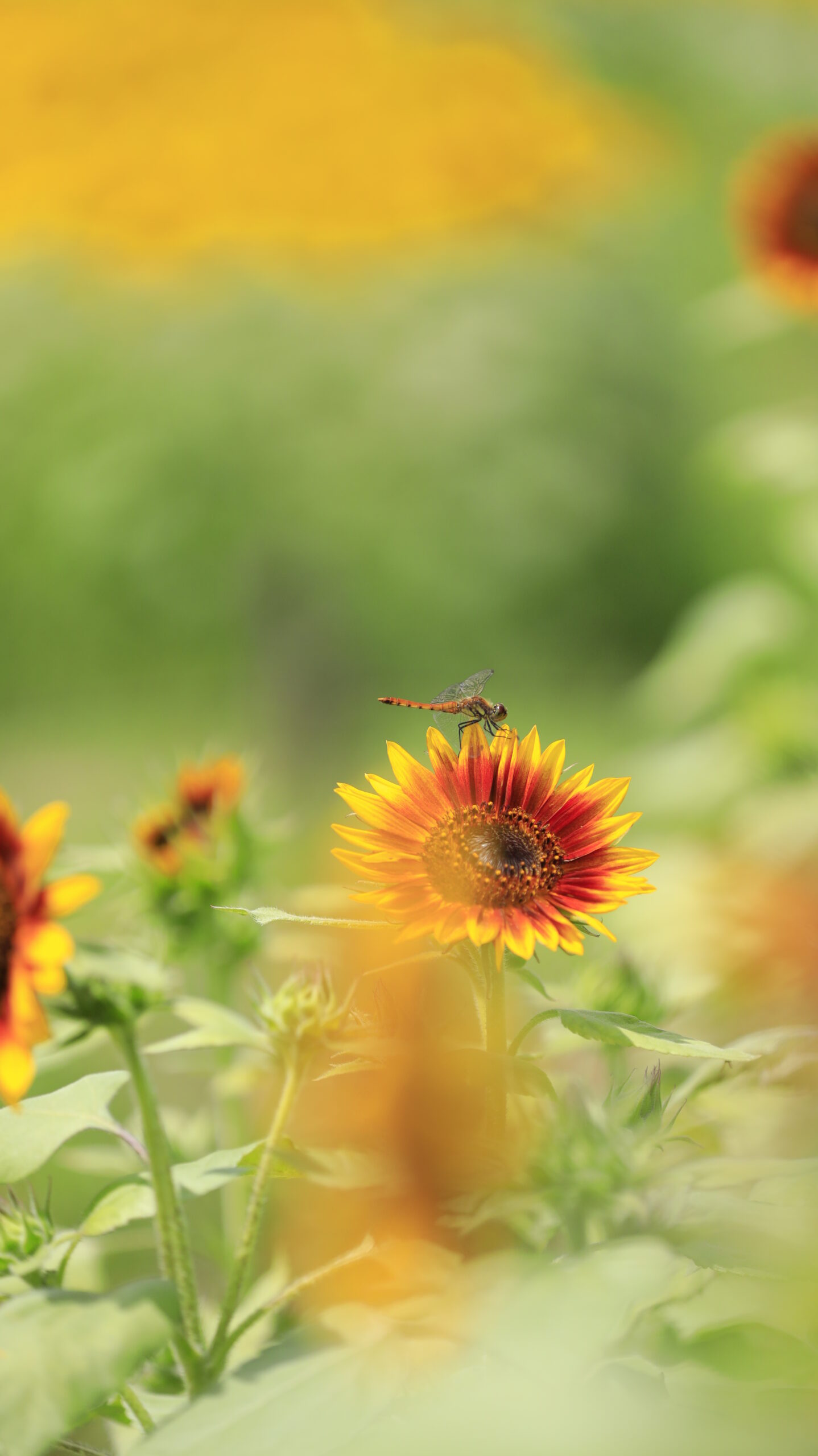 国営アルプスあづみの公園で少し離れた場所からひまわりの花にとまるトンボを撮影