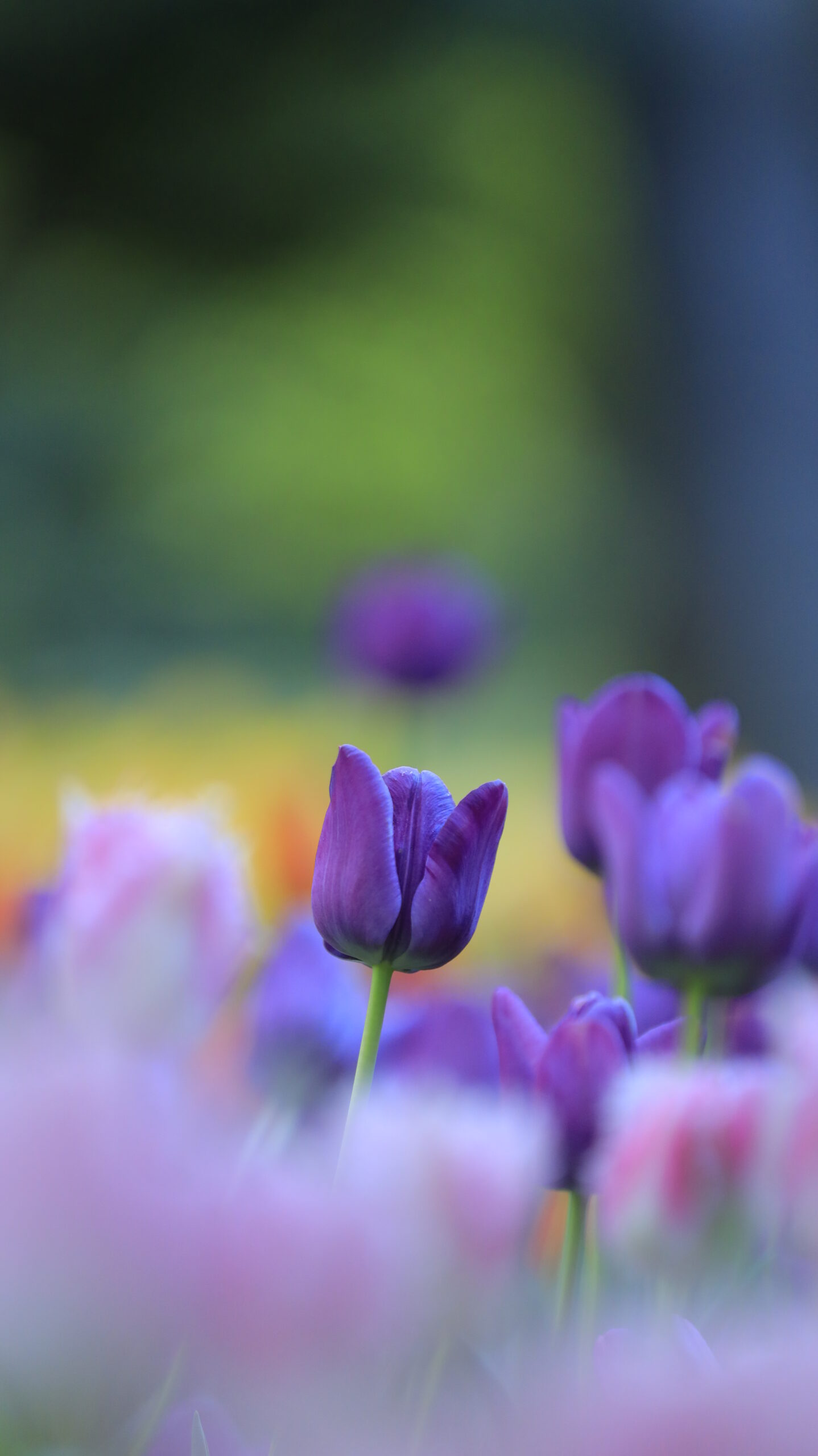猿江恩賜公園で、少し傾いた紫色のチューリップの可愛らしい表情