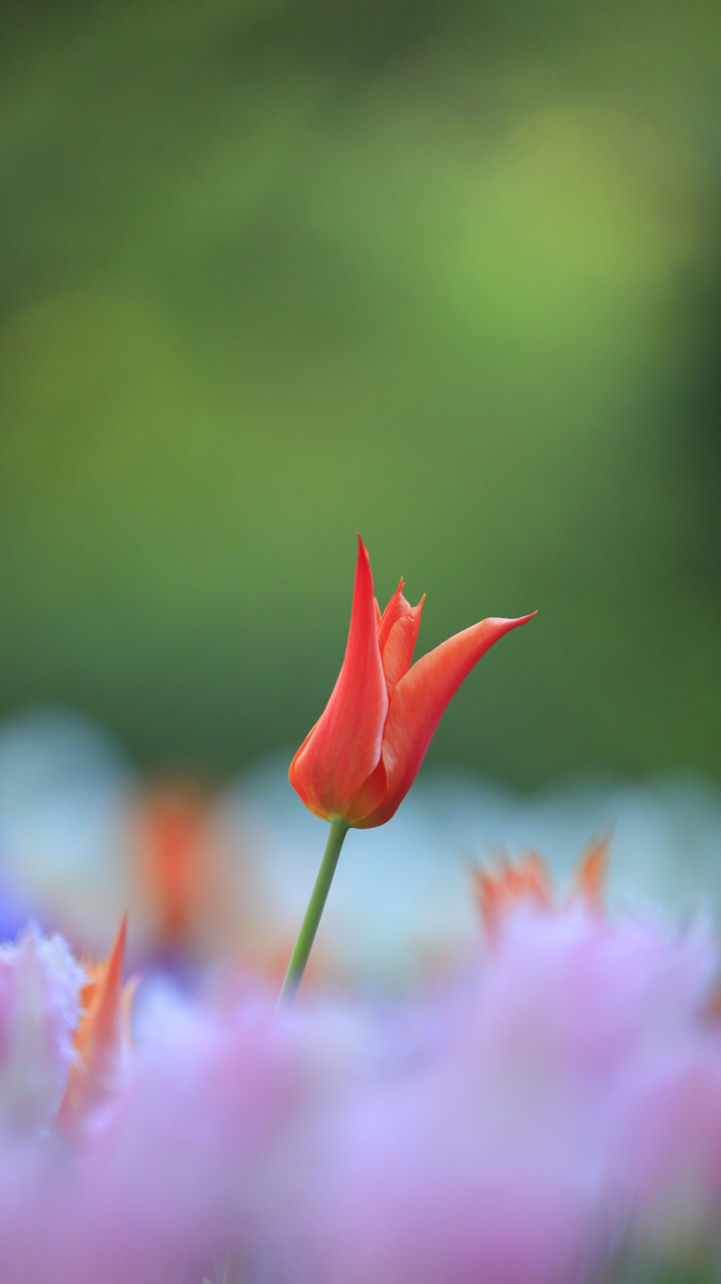 猿江恩賜公園で、オレンジ色のチューリップをローアングルで柔らかく表現した構図